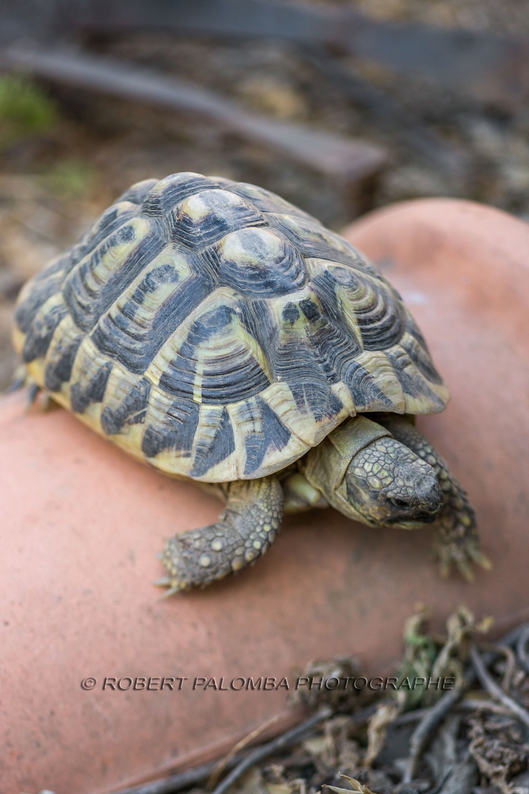 Tortue d'Hermann, Testudo hermanni