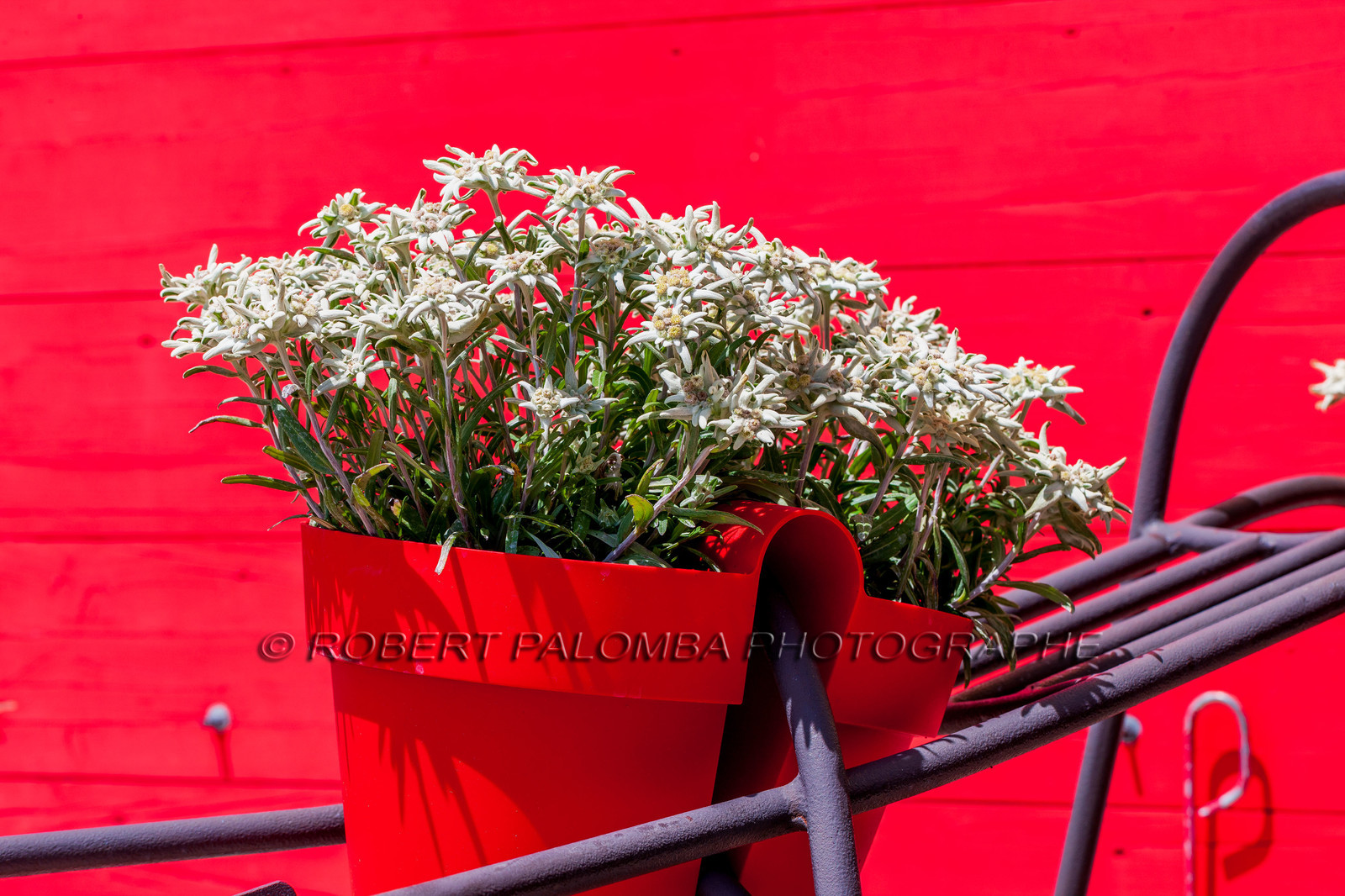 Alpes-de-Haute-Provence (04) Val d'Allos