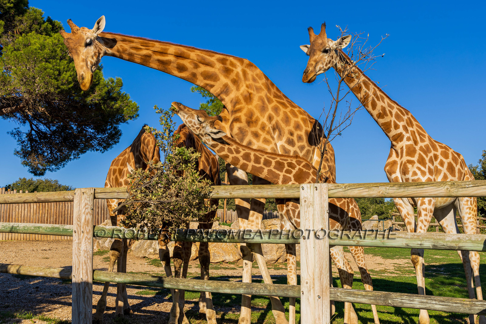 Parc animalier de la Barben
