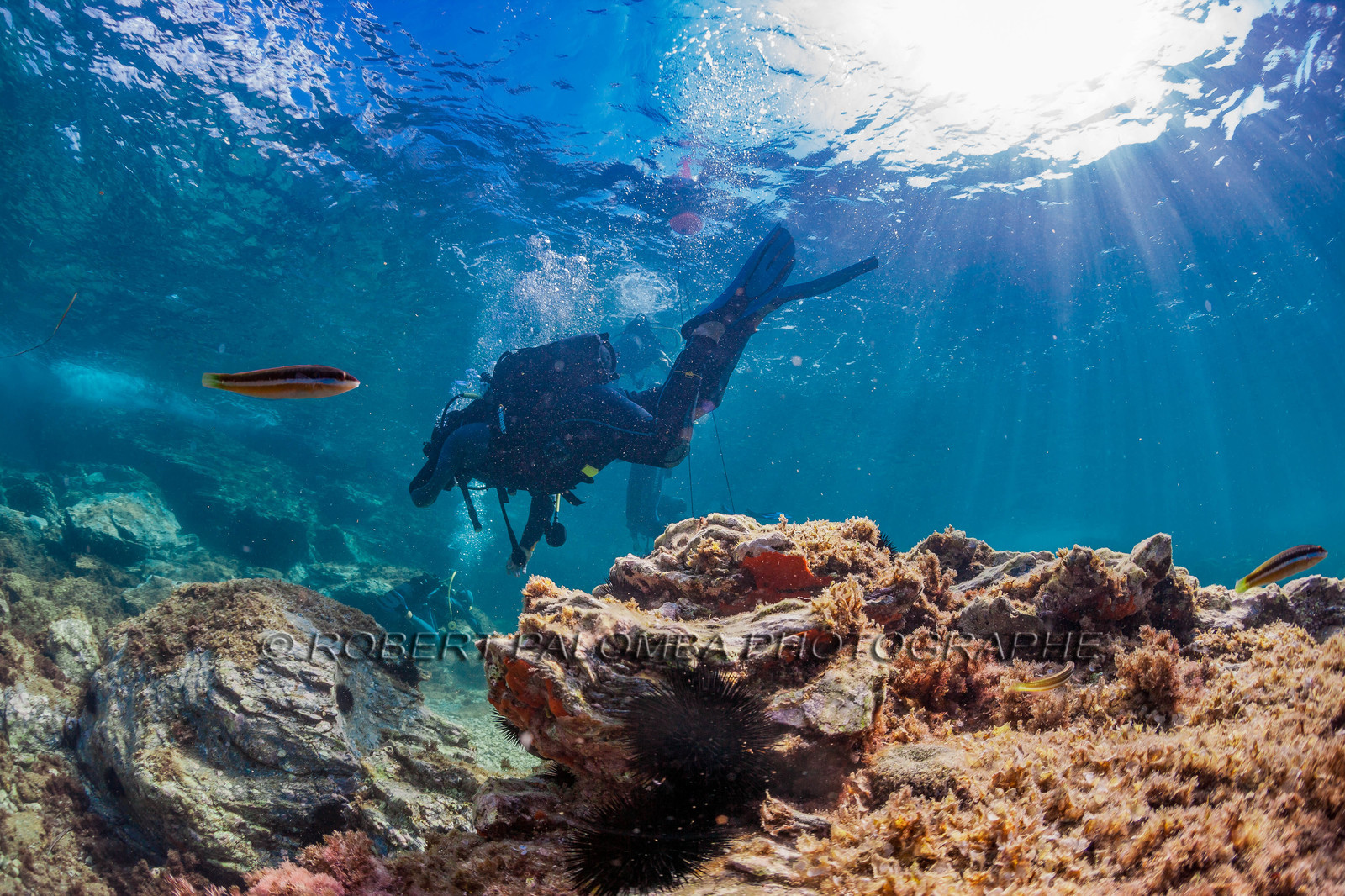 Plongée sous-marine