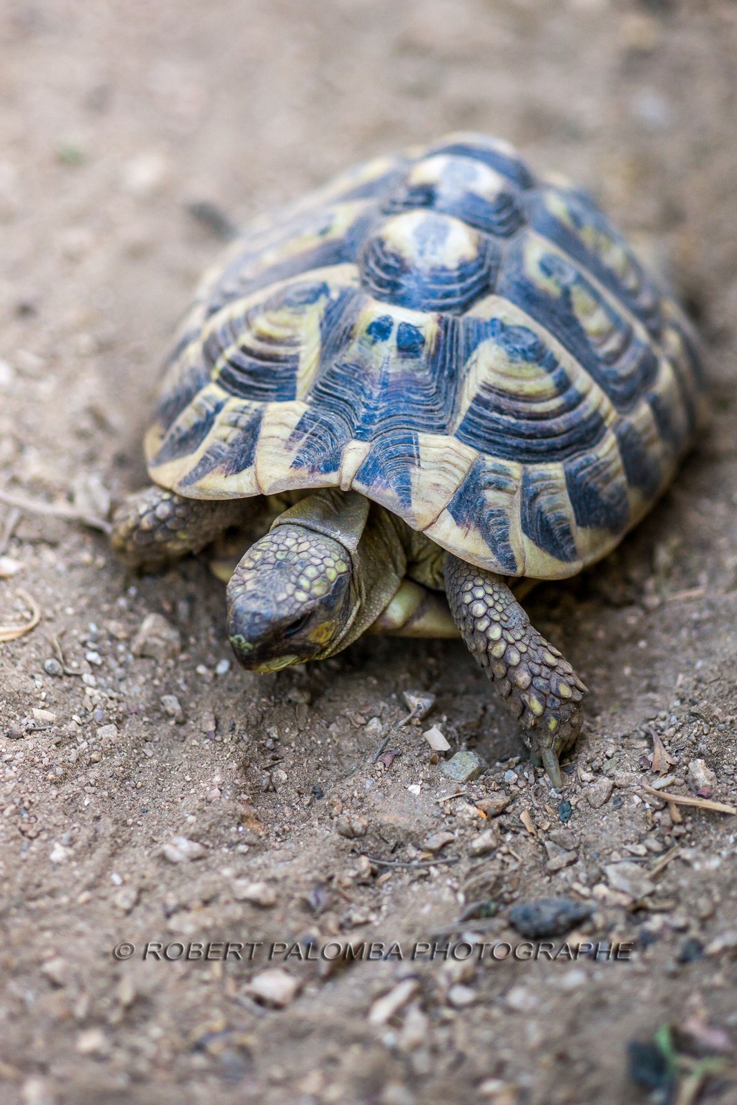 Tortue d'Hermann, Testudo hermanni