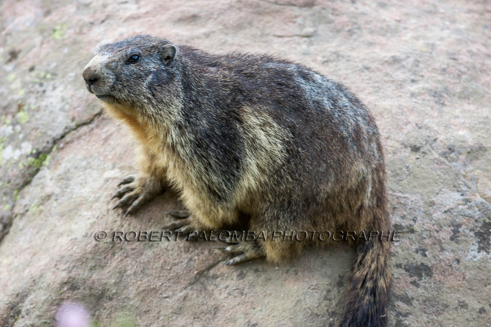 Marmotte, Marmota