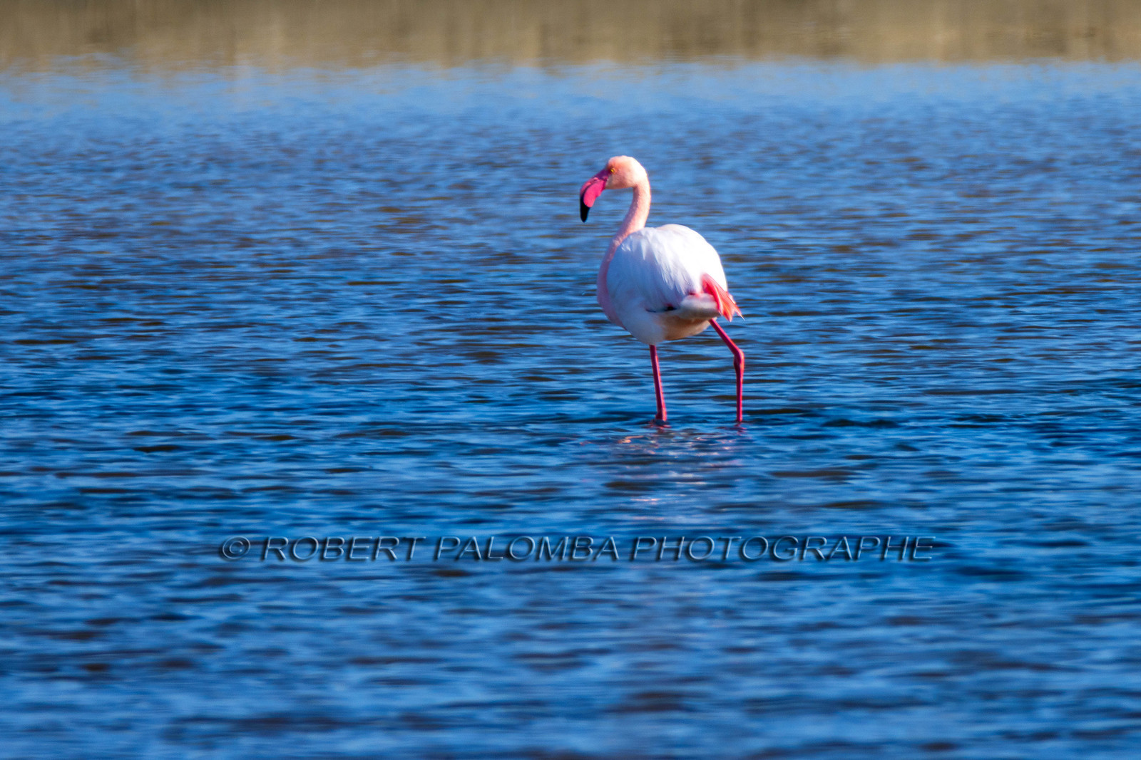Flamant rose
