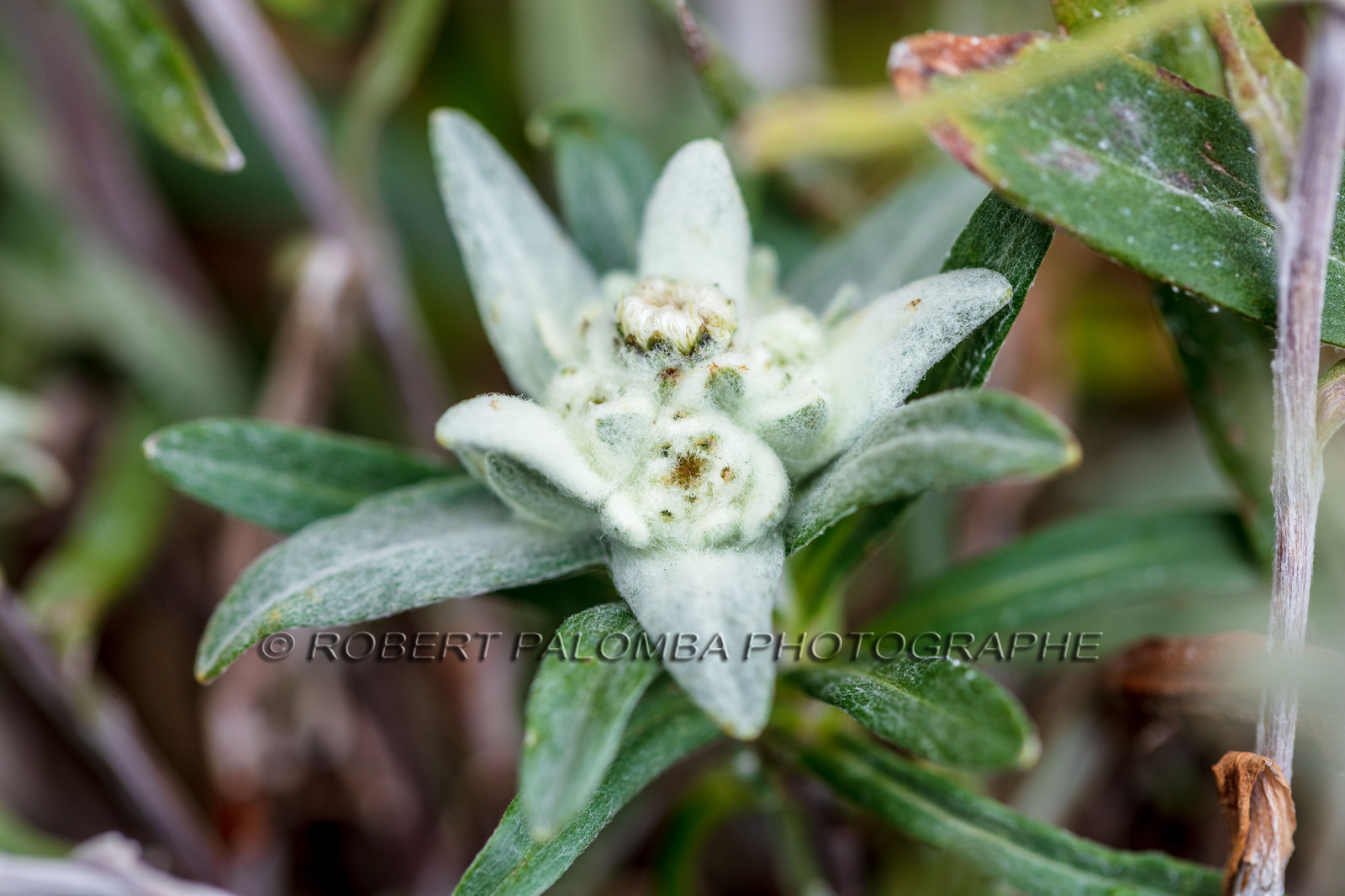 Edelweiss