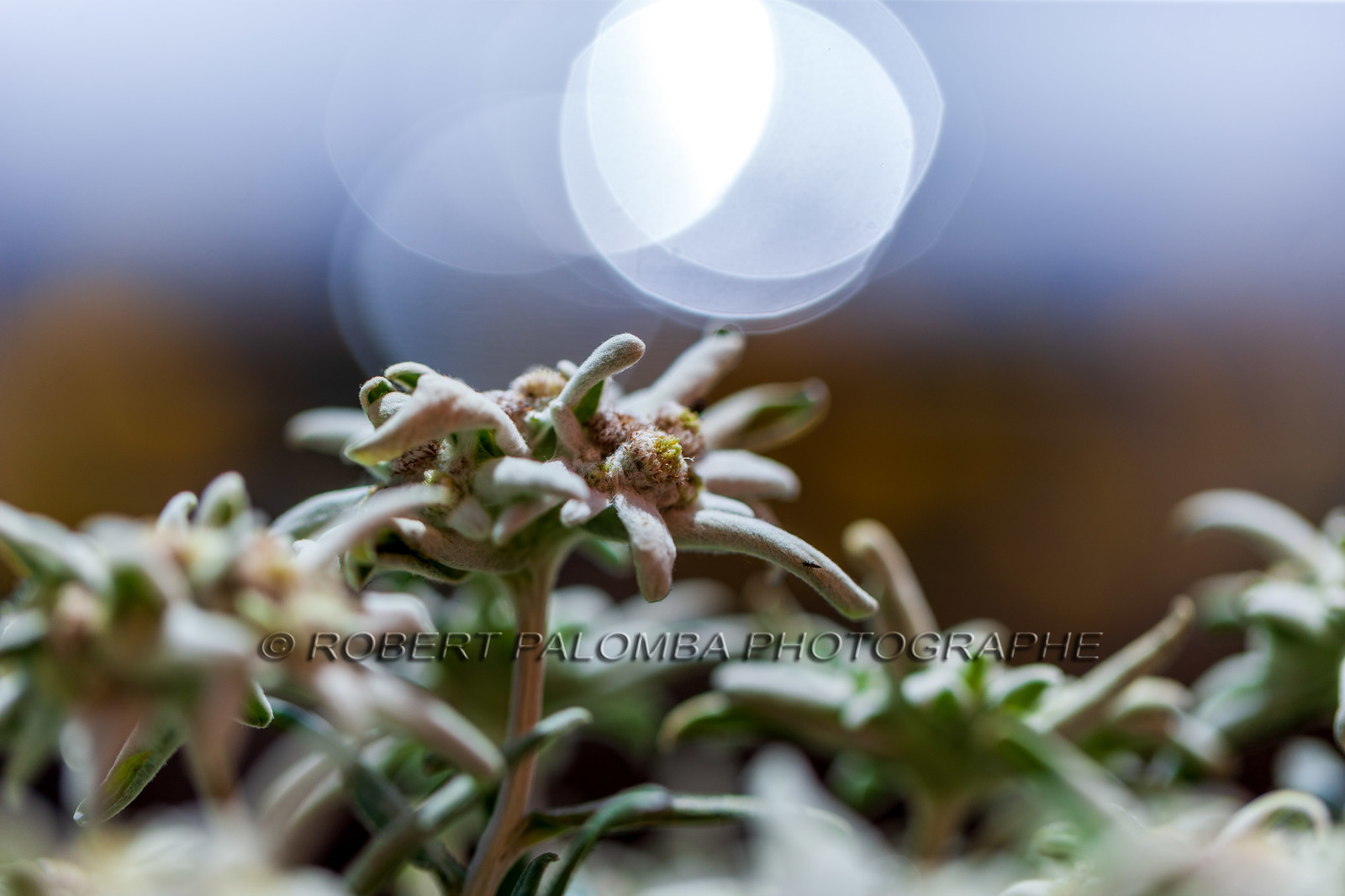 Alpes-de-Haute-Provence (04) Val d'Allos