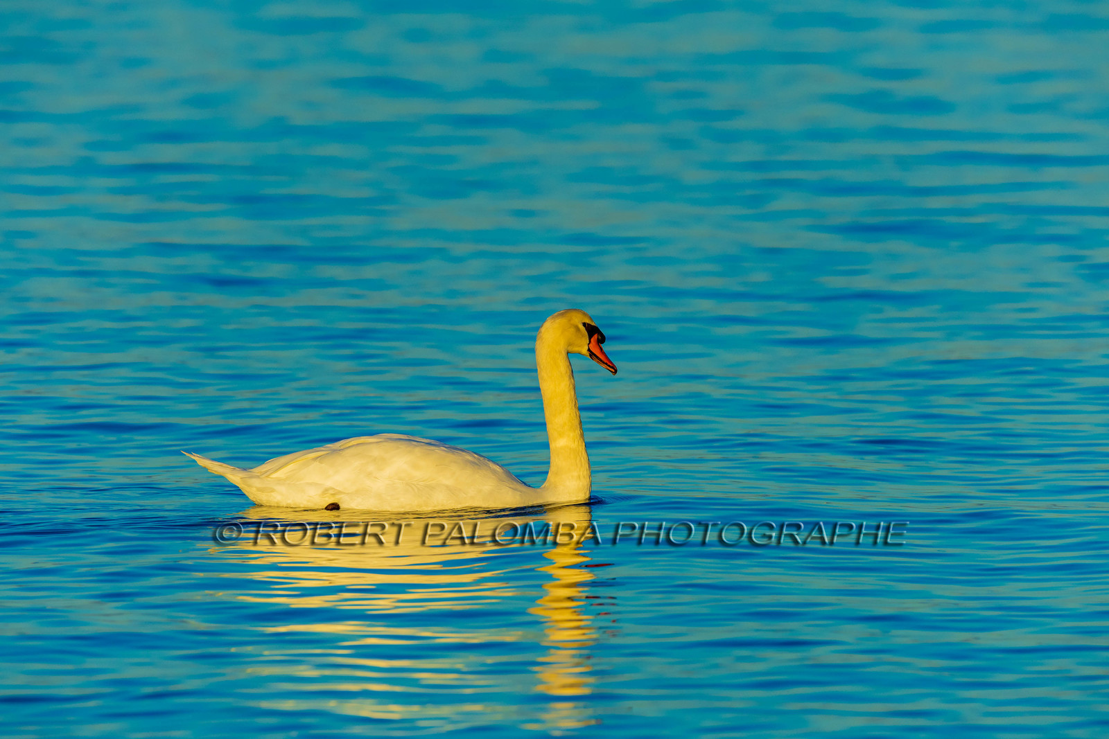 Lérins Sainte Marguerite 2024