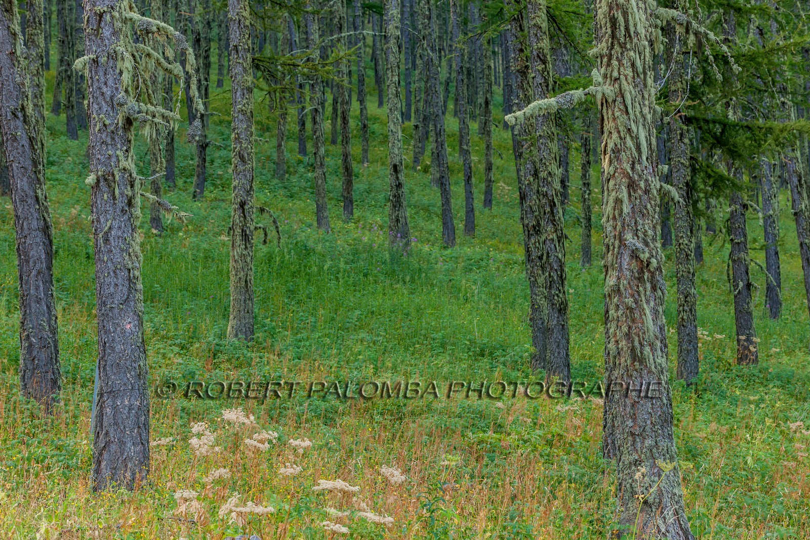 Rando Vtt Lacs de Lignin