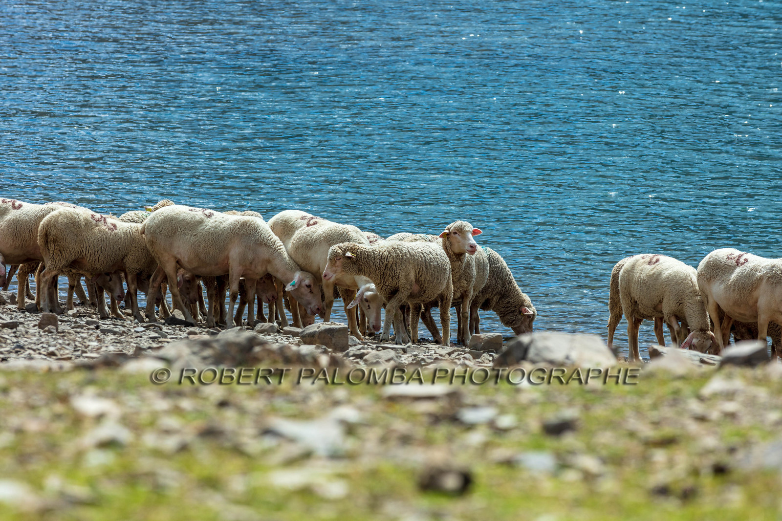 Lac d'Allos