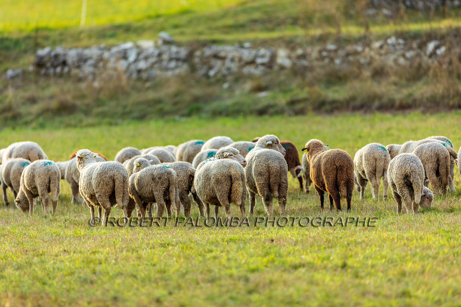 La Colle Saint-Michel