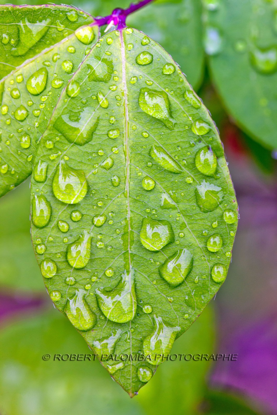Chèvrefeuille, Lonicera
