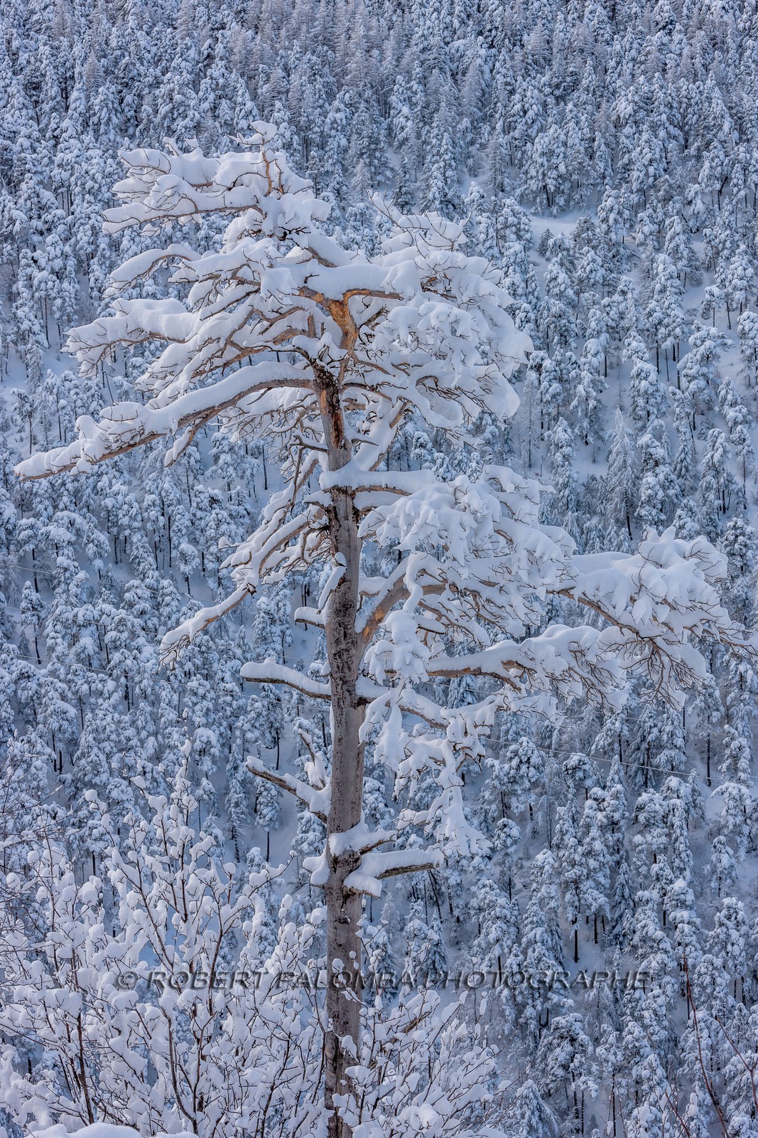 La Colle-Saint-Michel