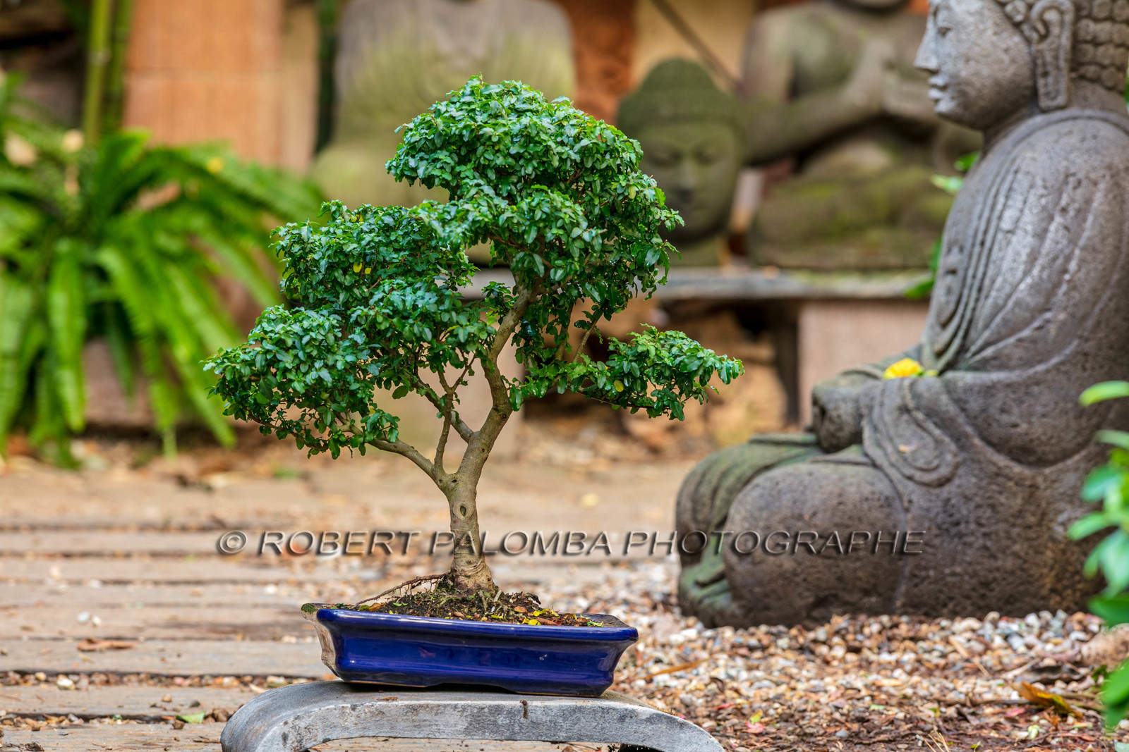 Bonsai