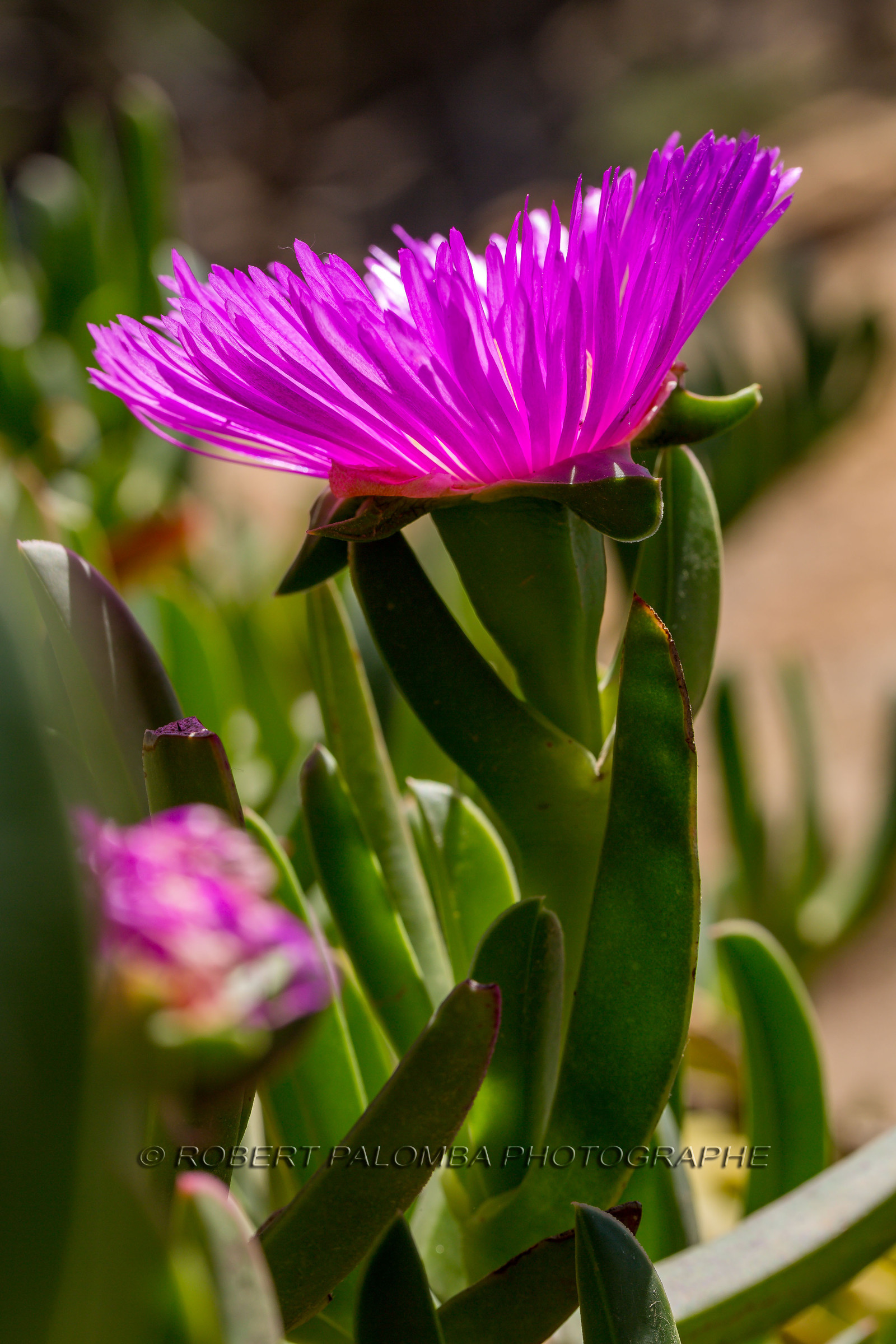 Flore Méditerranéenne