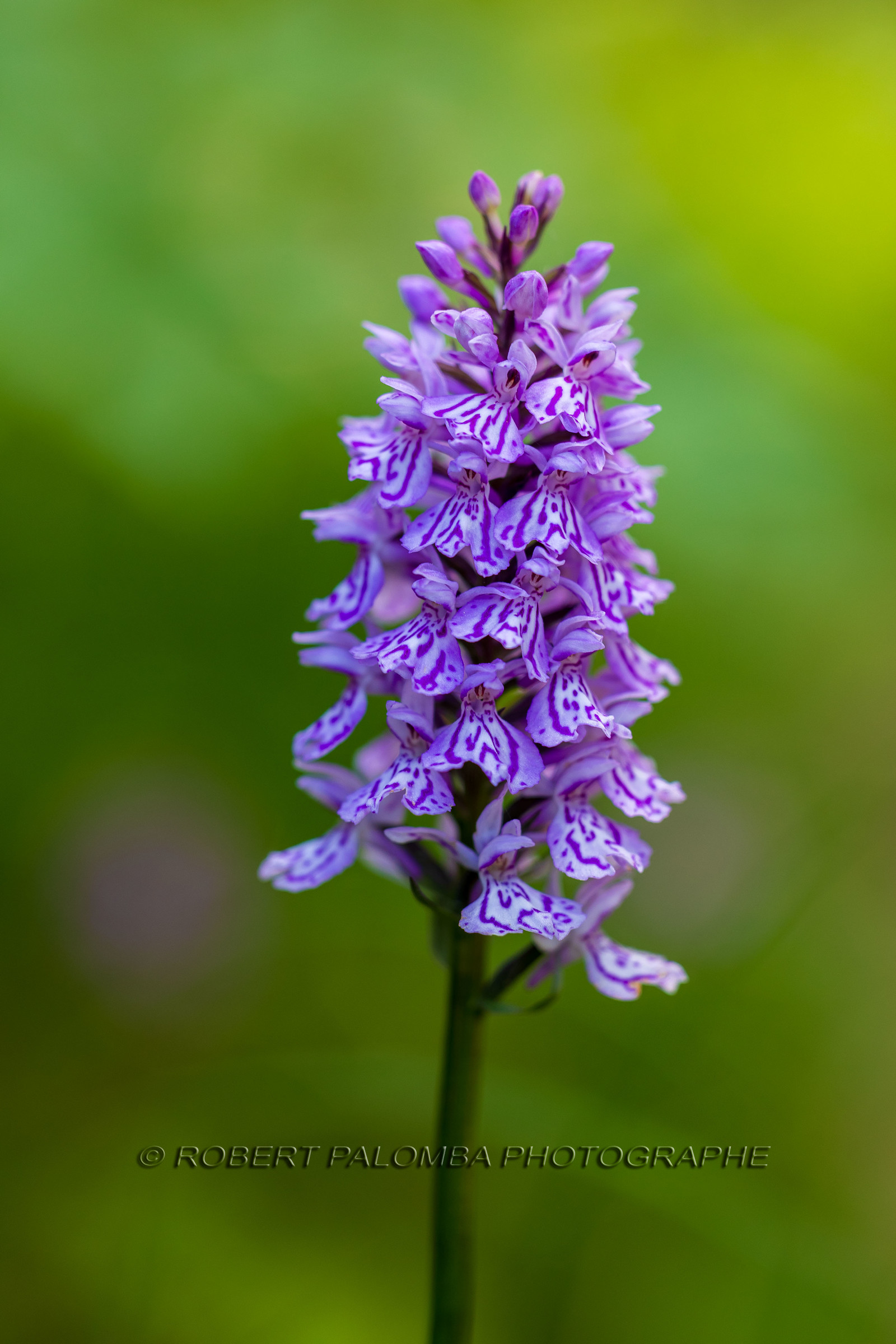 Alpes-de-Haute-Provence (04) Val d'Allos