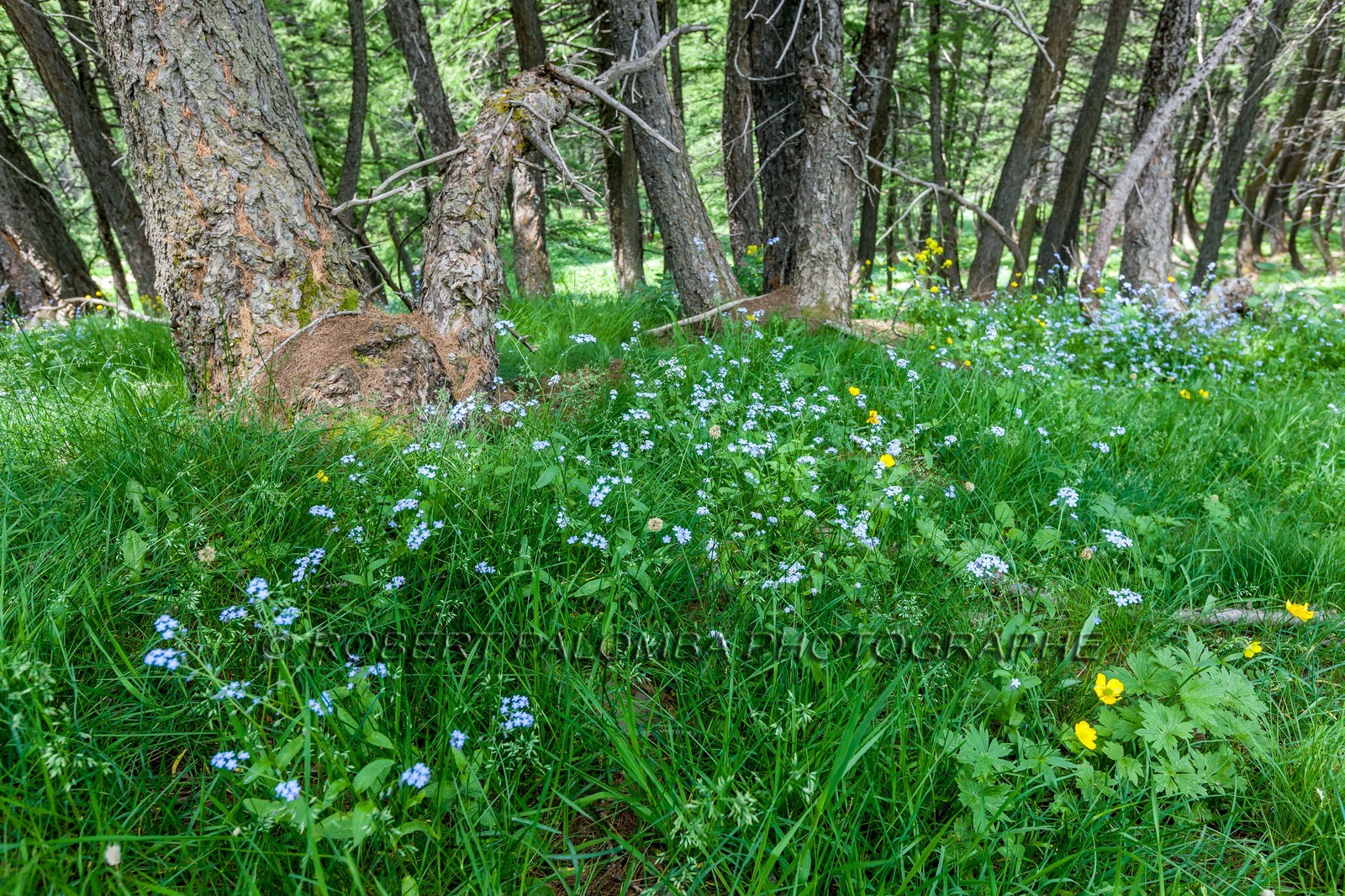 Lac d'Allos