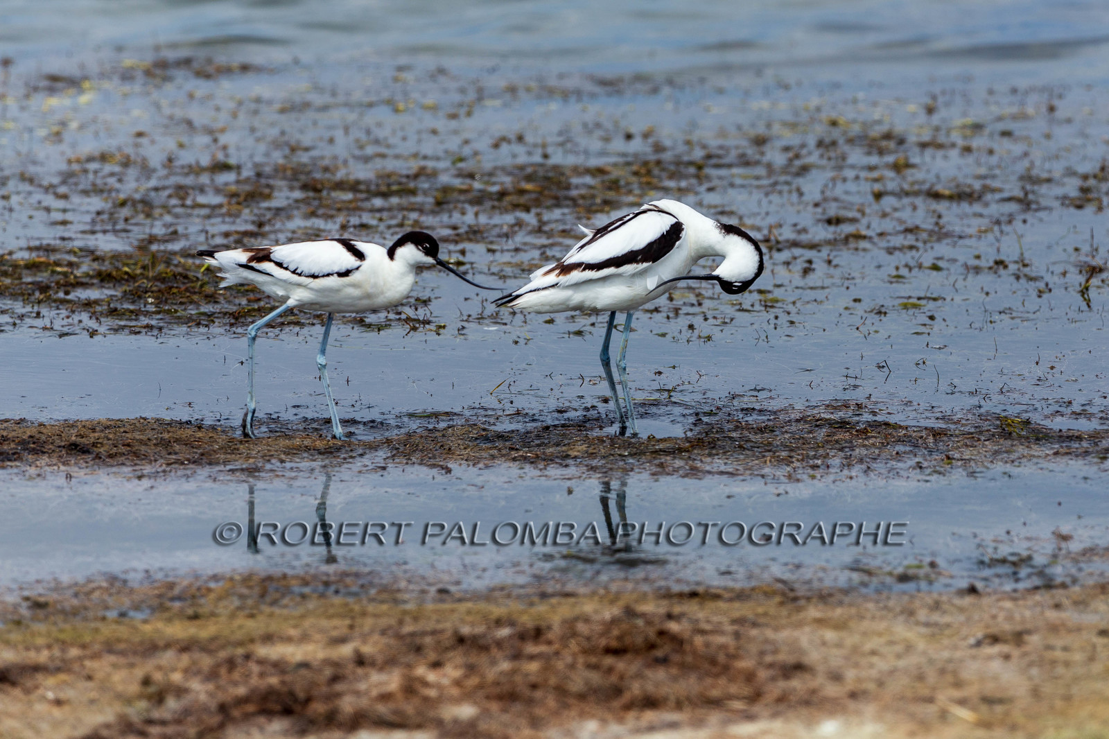 Salins d'Hyères
