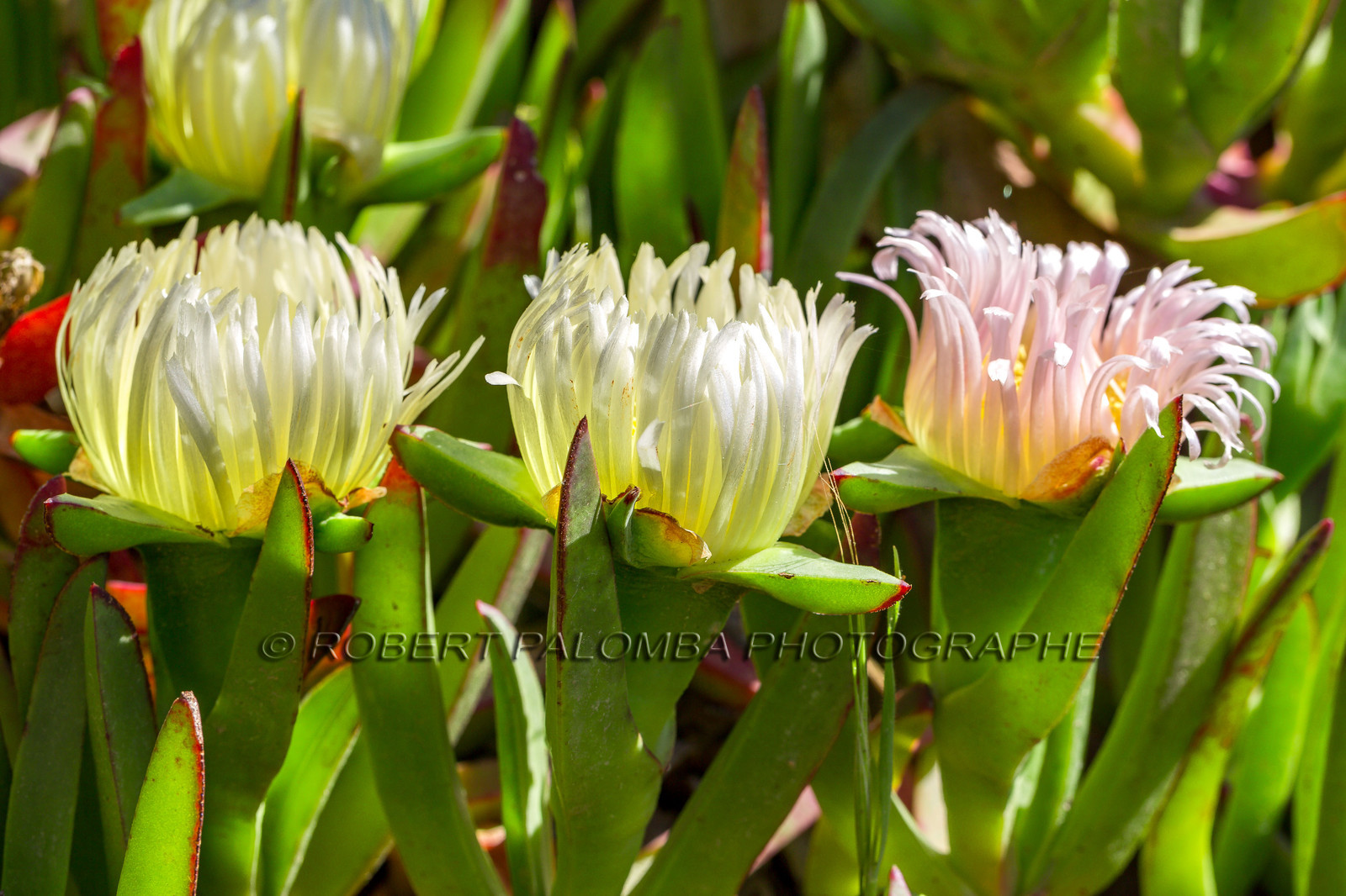 Flore Méditerranéenne