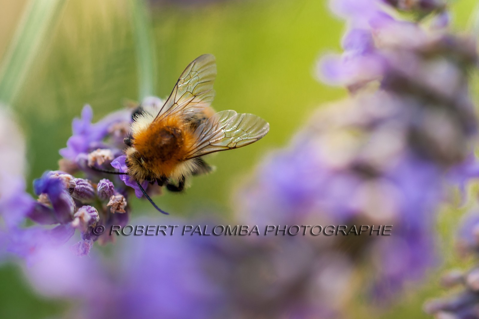 Flore Méditerranéenne