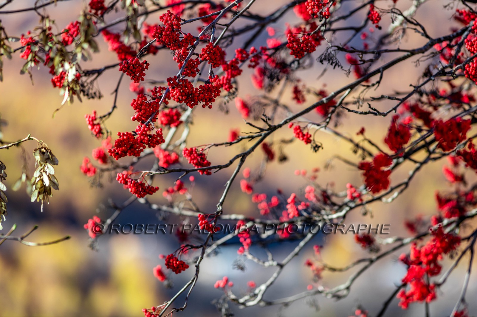 Sorbier des oiseleurs