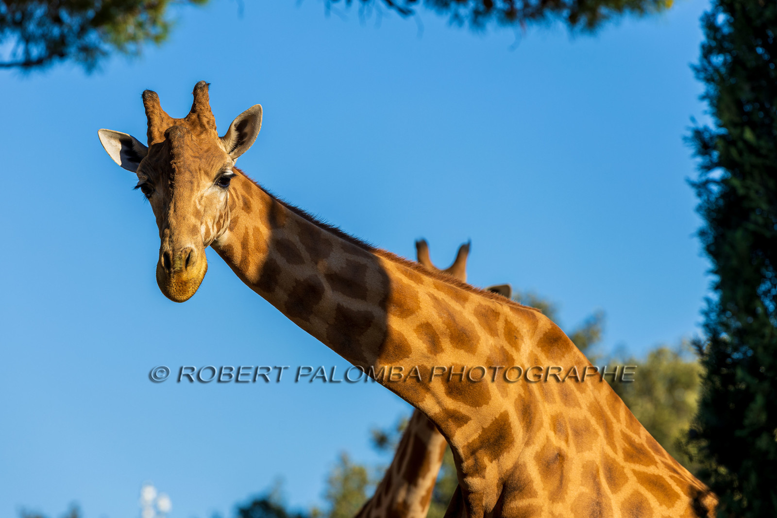 Parc animalier de la Barben