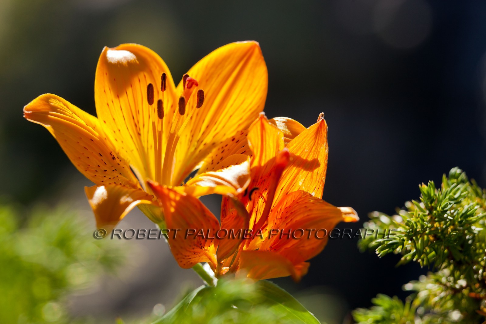 Lis Martagon,Lilium Martagon