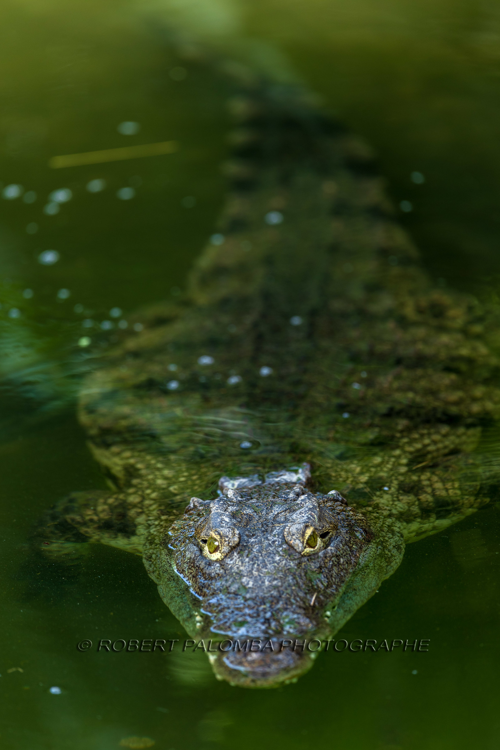 La Ferme aux crocodiles