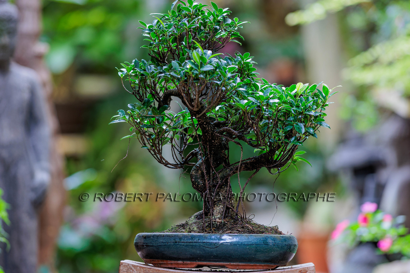 Bonsai