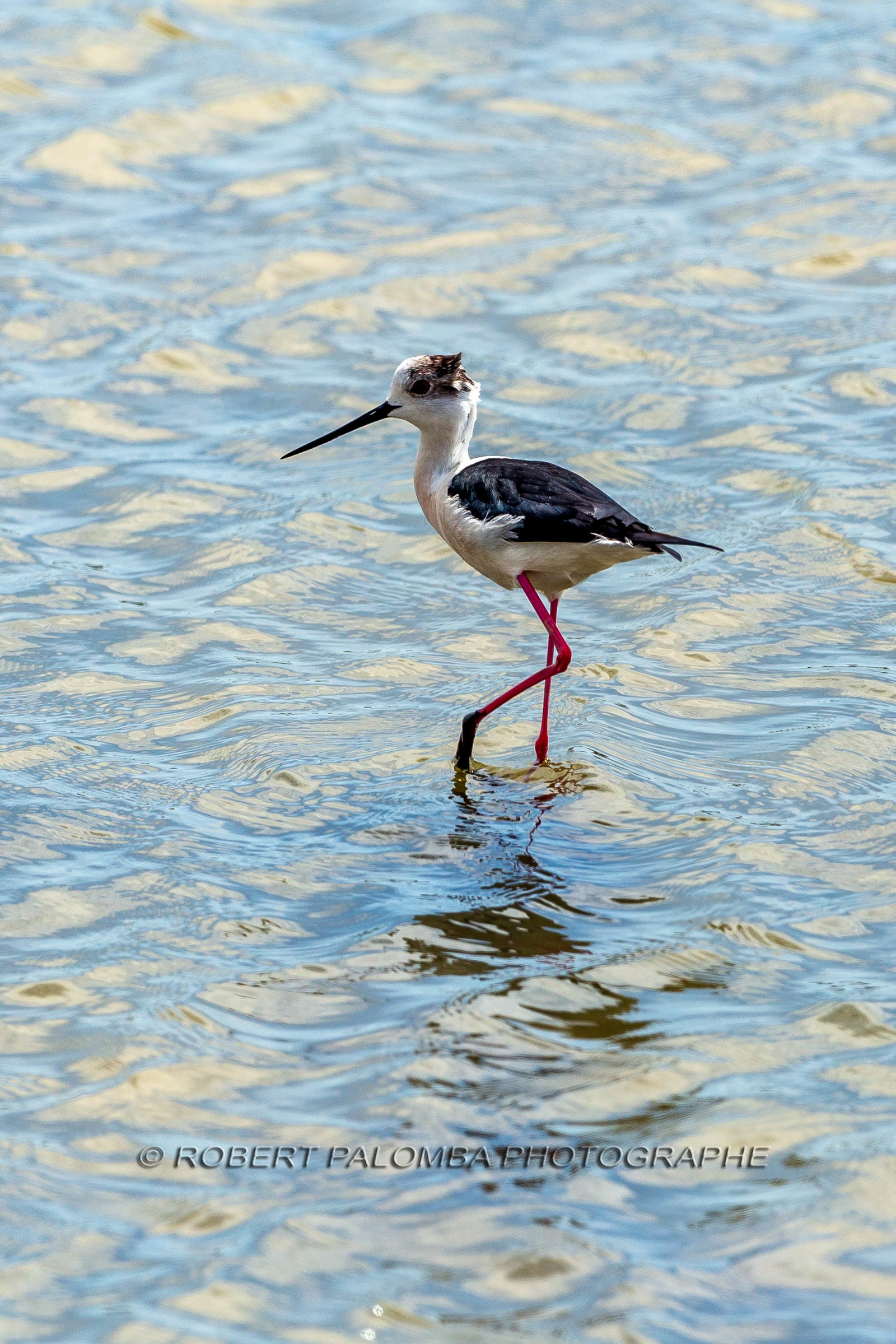 Salins d'Hyères