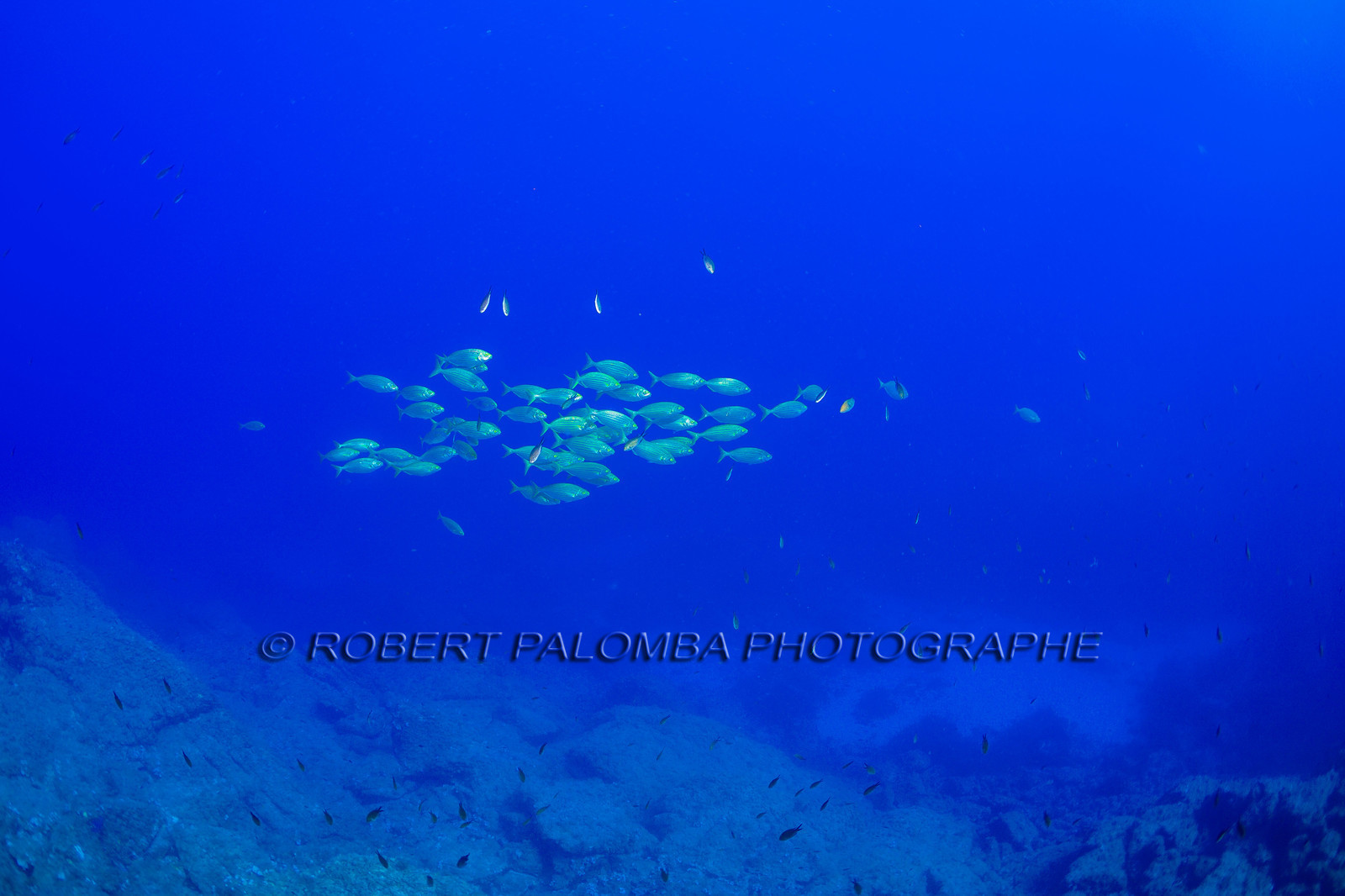 Plongée-sous-marine