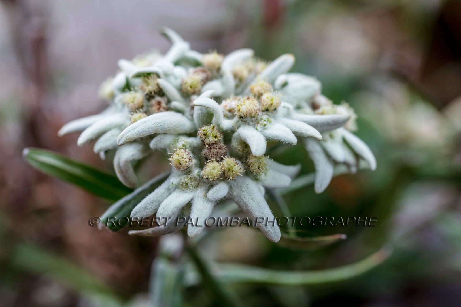 Edelweiss
