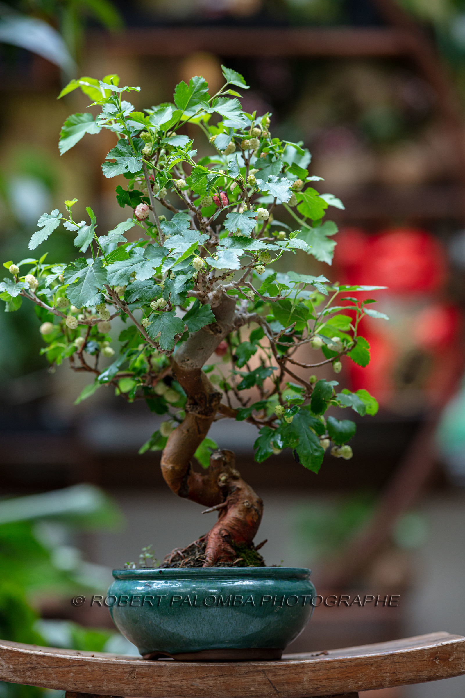 Bonsai