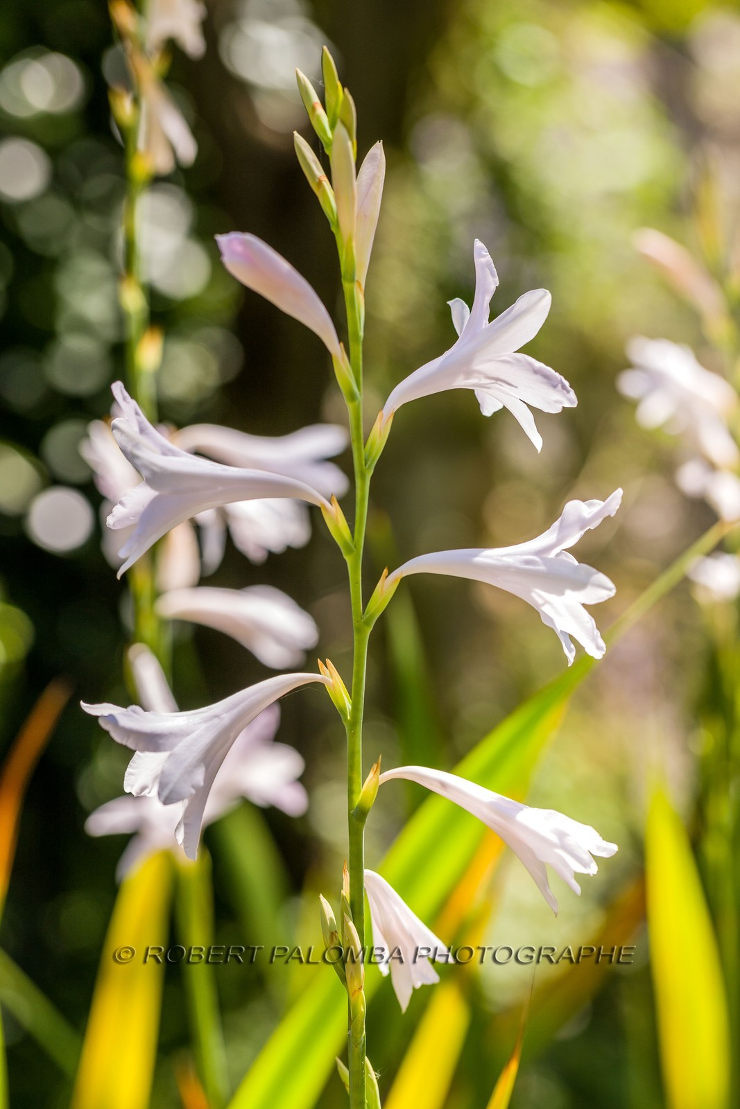 Watsonia de Mérian,  Watsonia meriana