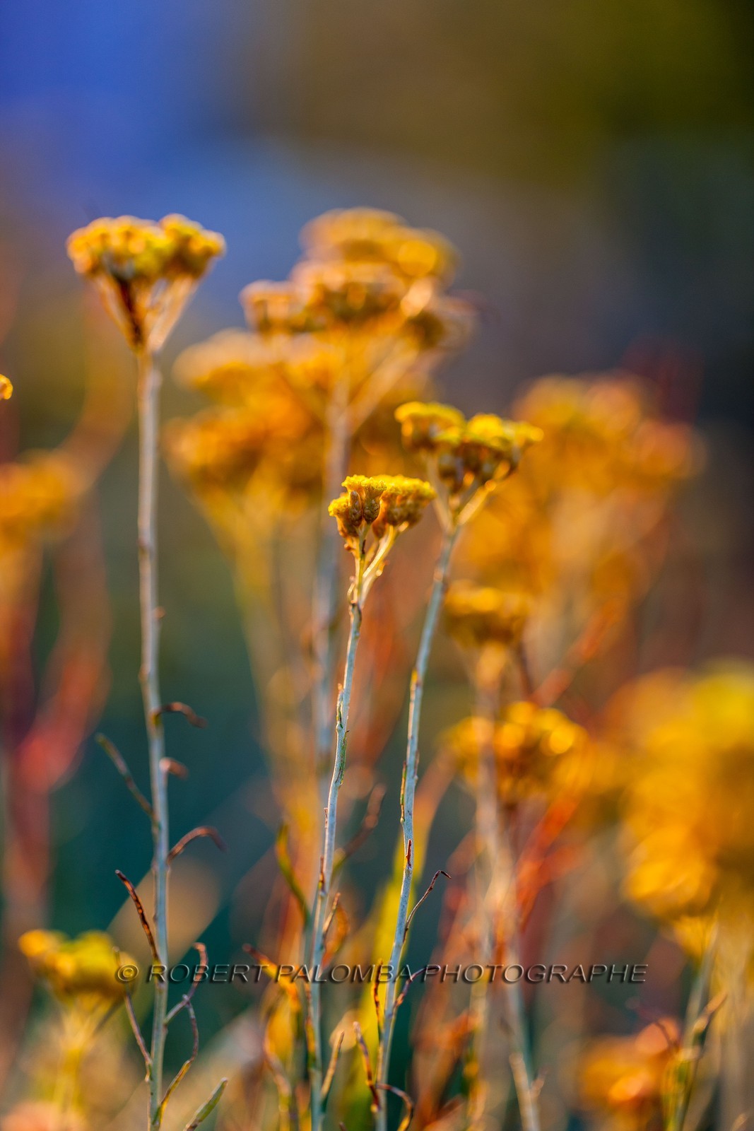 Immortelle commune, Helichrysum stoechas