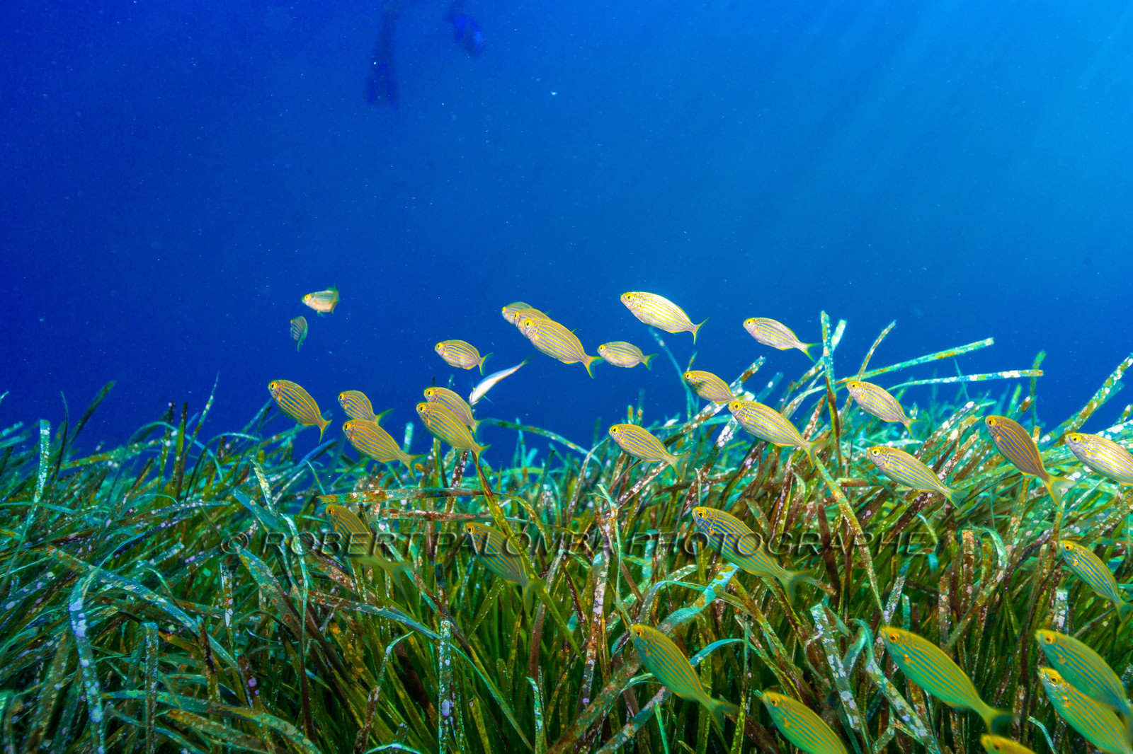 Plongée-sous-marine