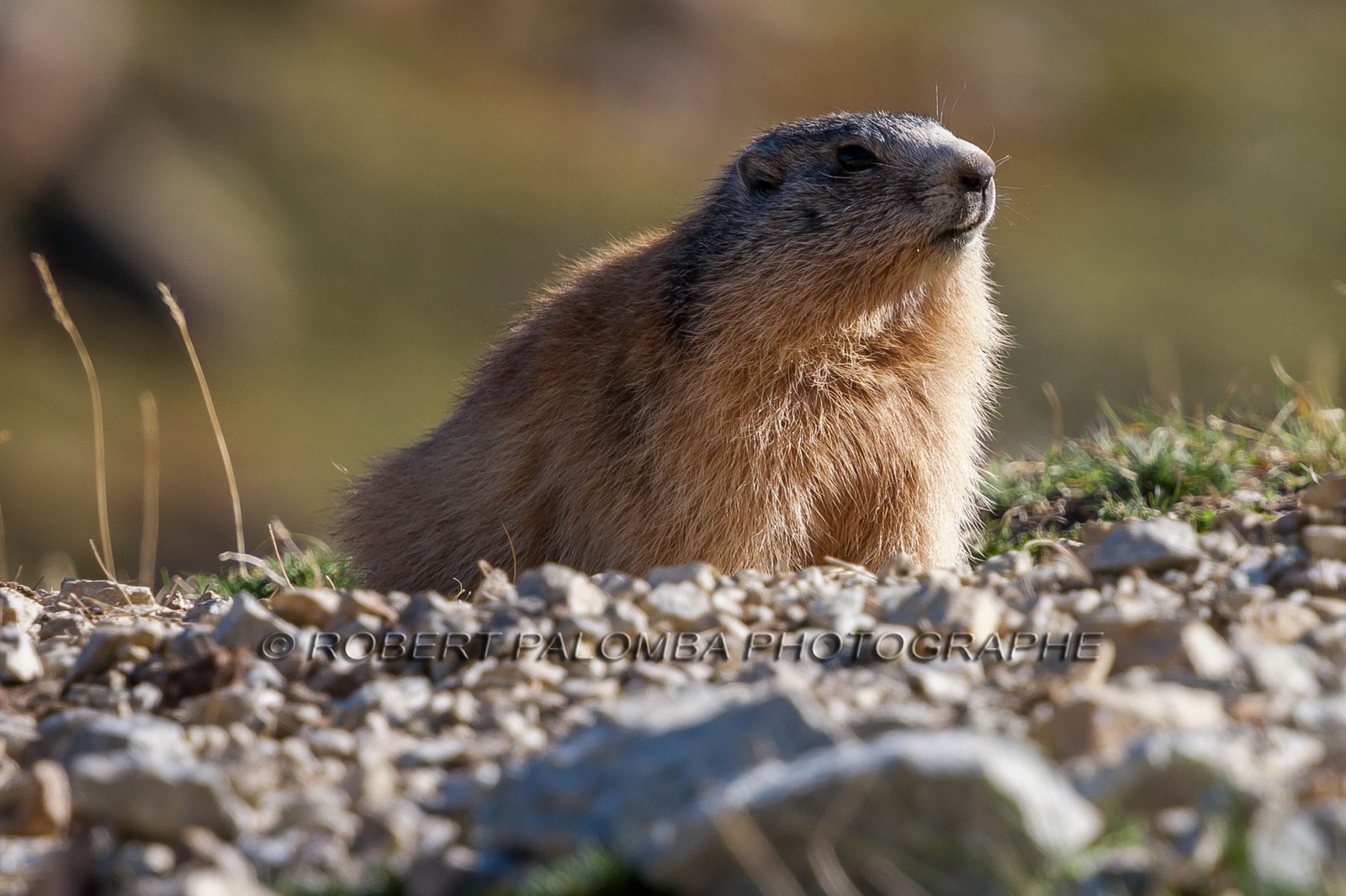 Marmotte, Marmota