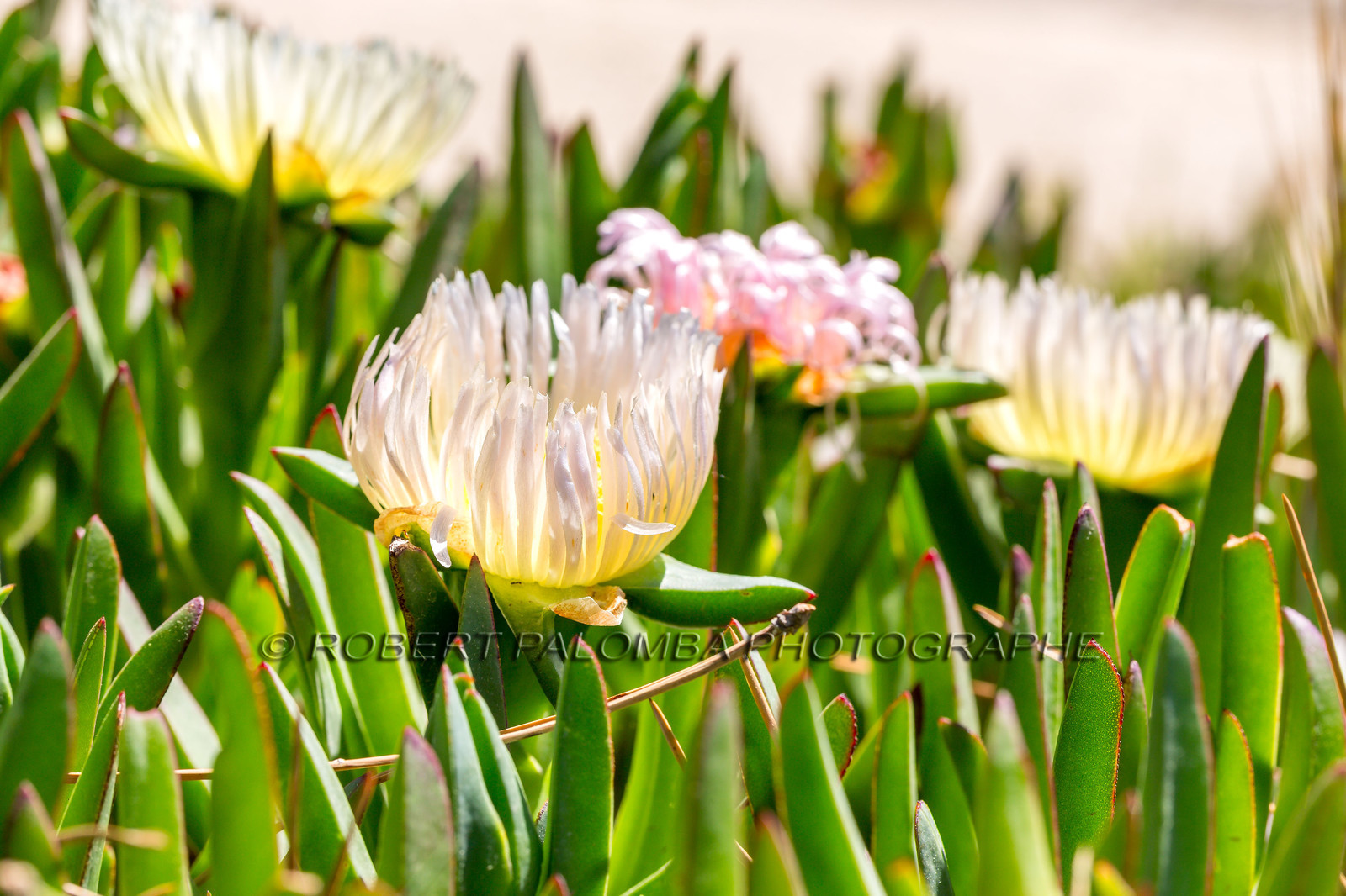 Flore Méditerranéenne