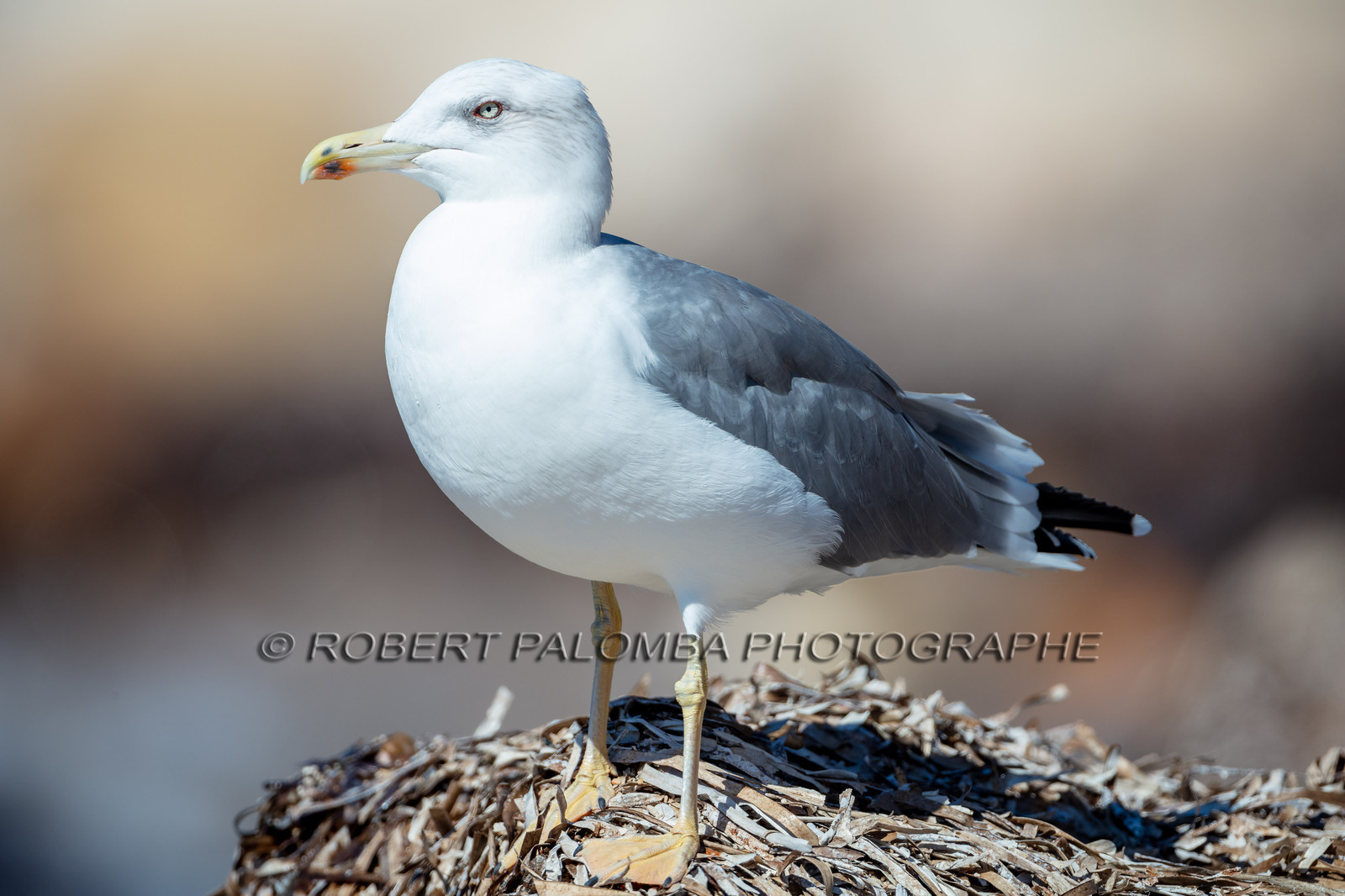 Mouette