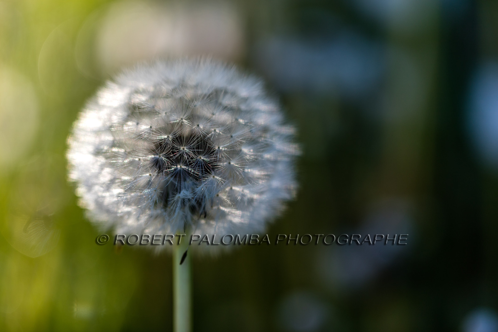 Pissenlit dit Taraxacum