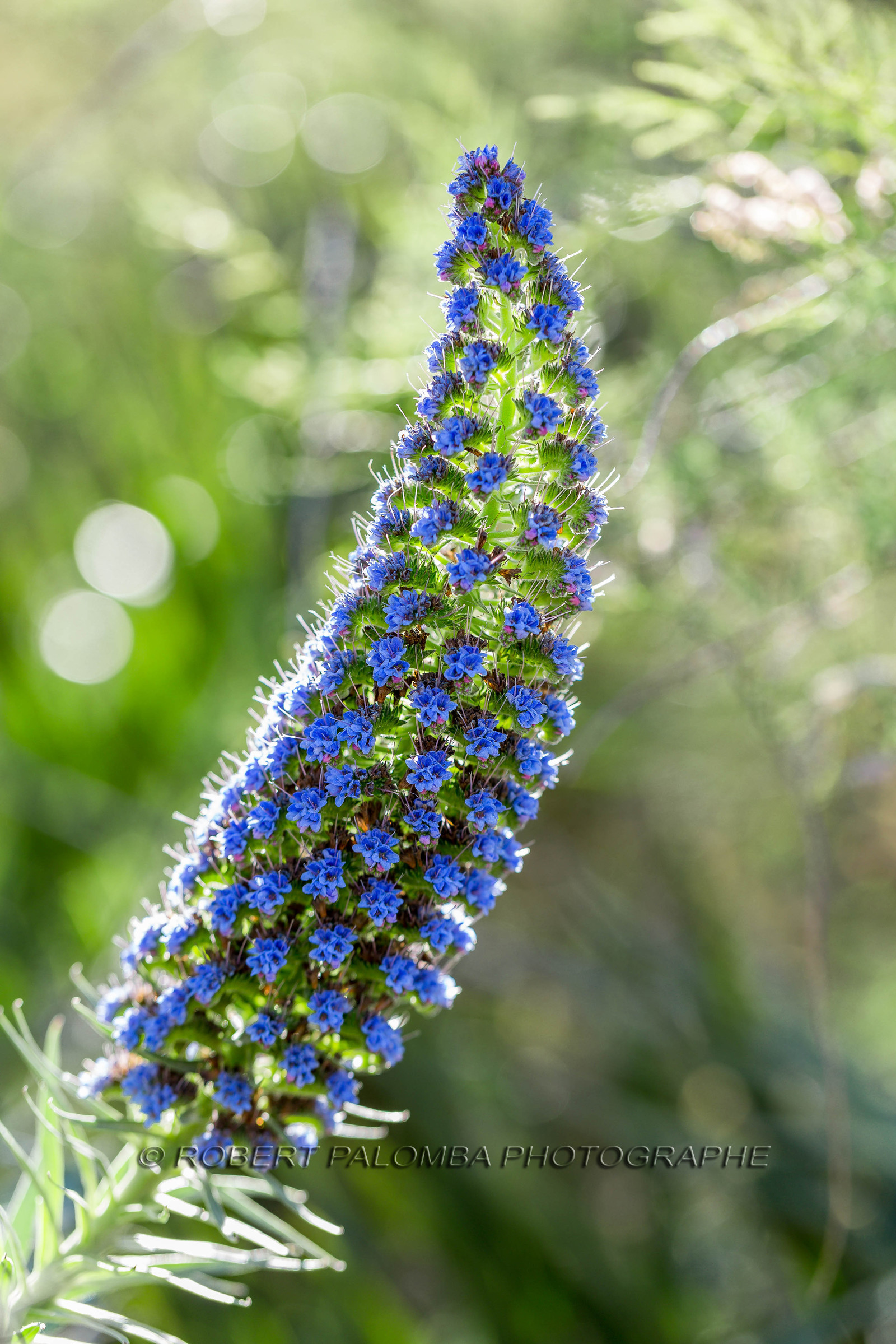 Flore Méditerranéenne