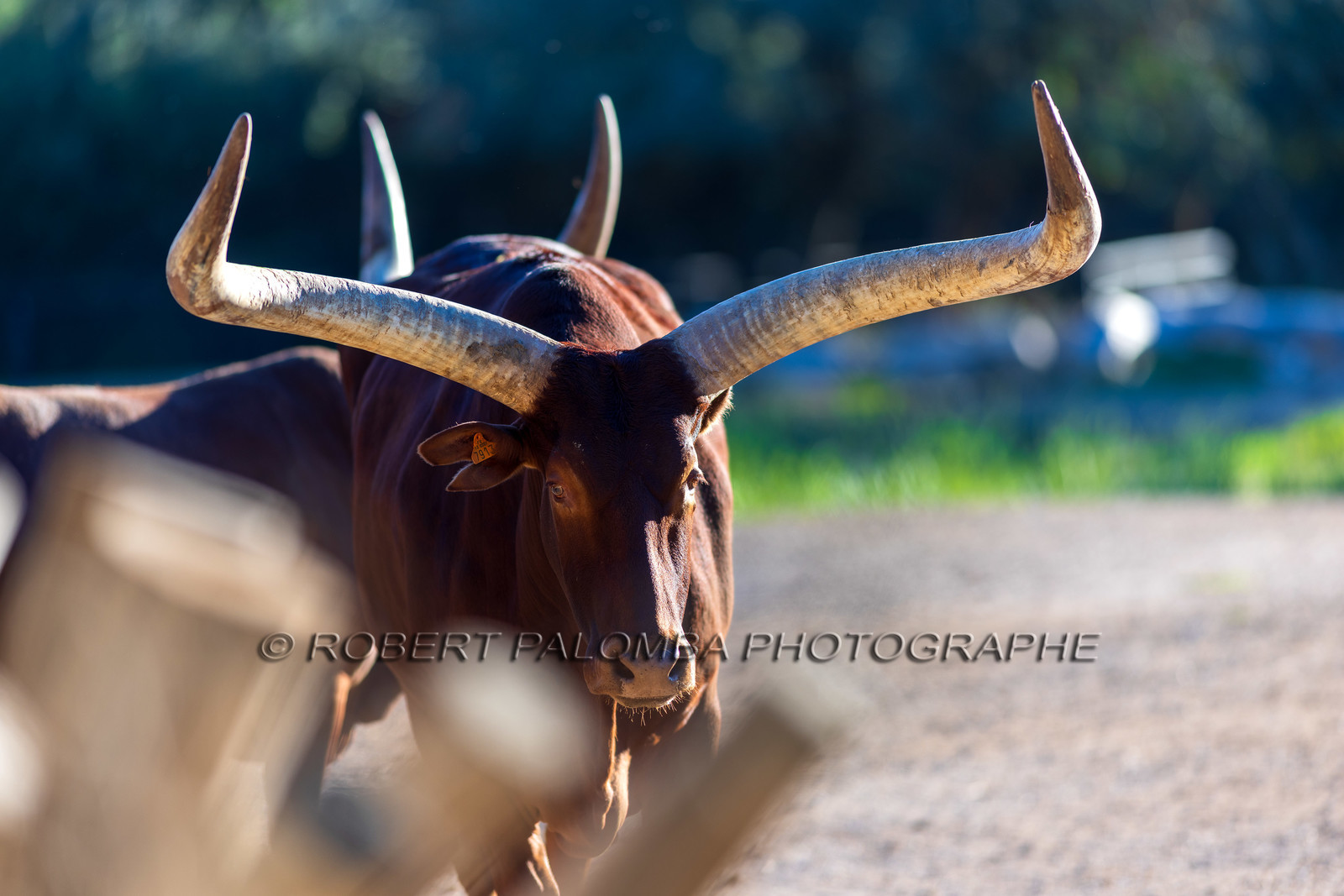 Parc animalier de la Barben