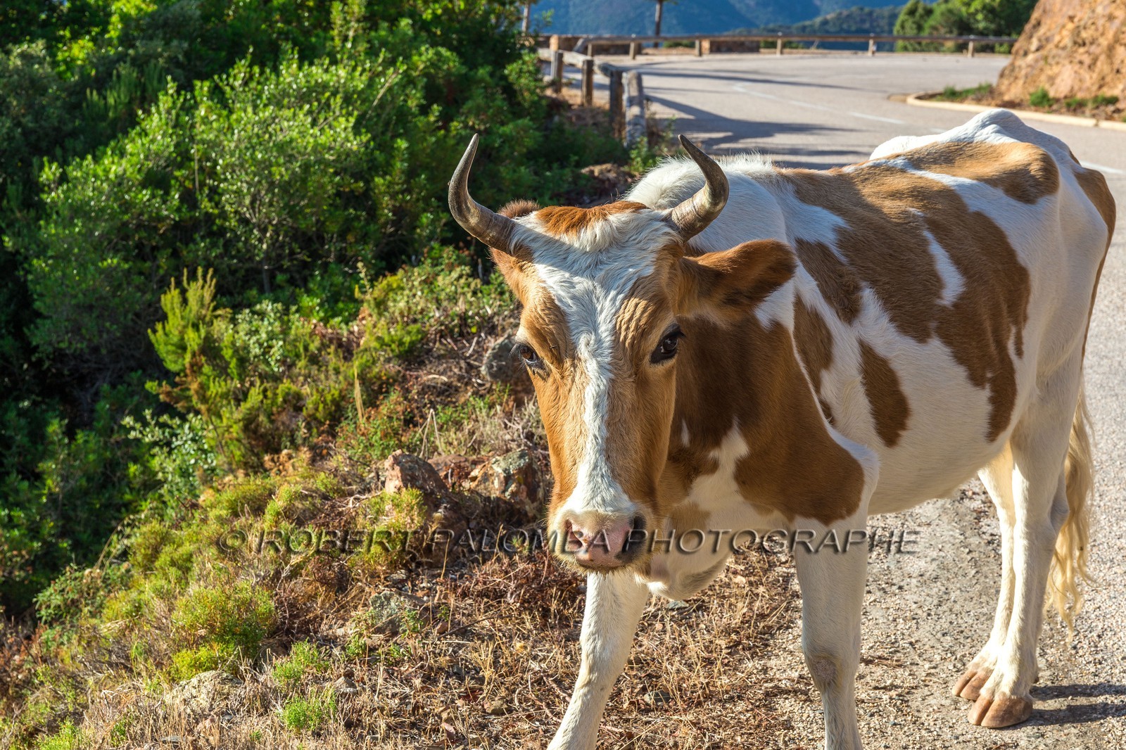 Vache corse