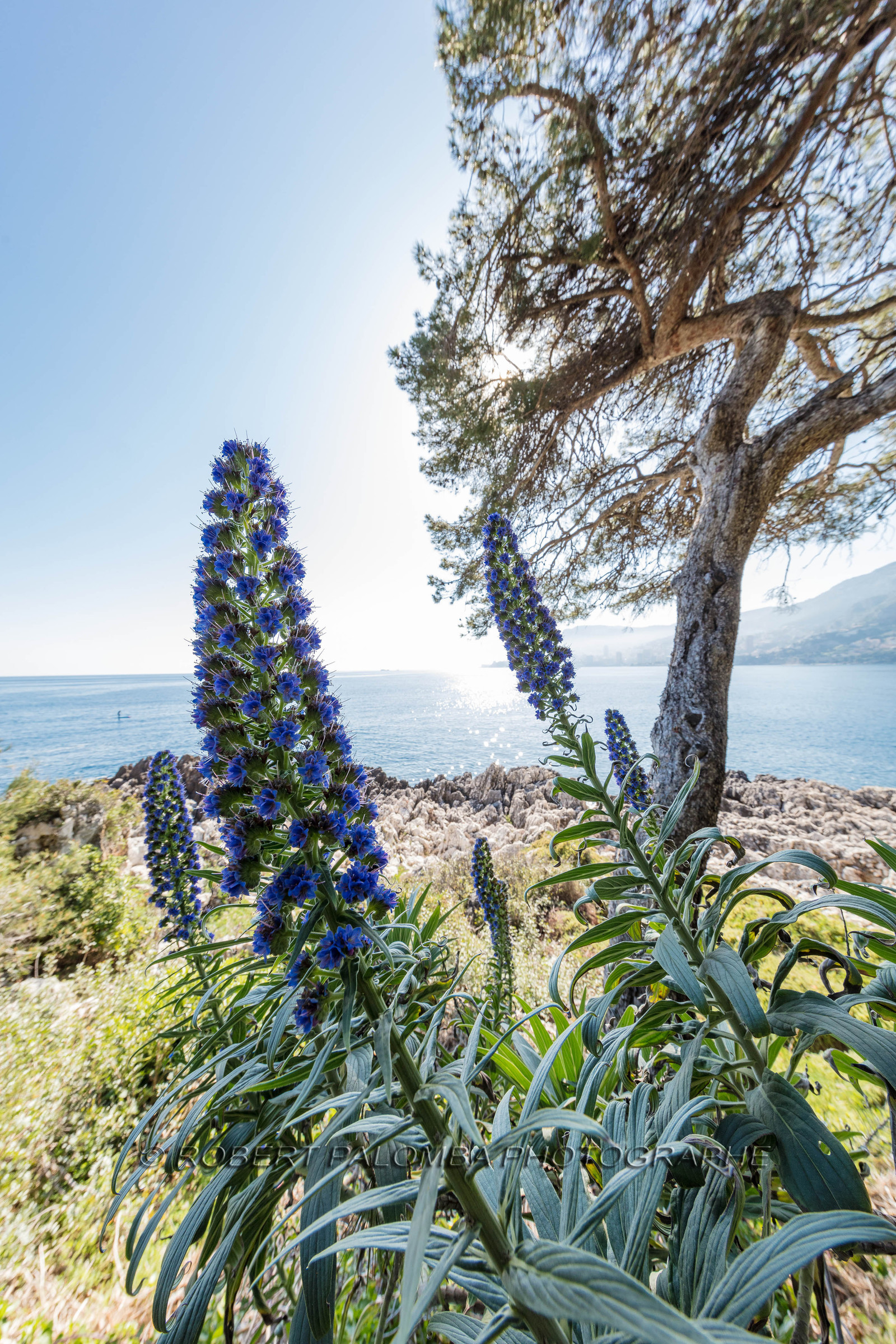 Roquebrune-Cap-Martin
