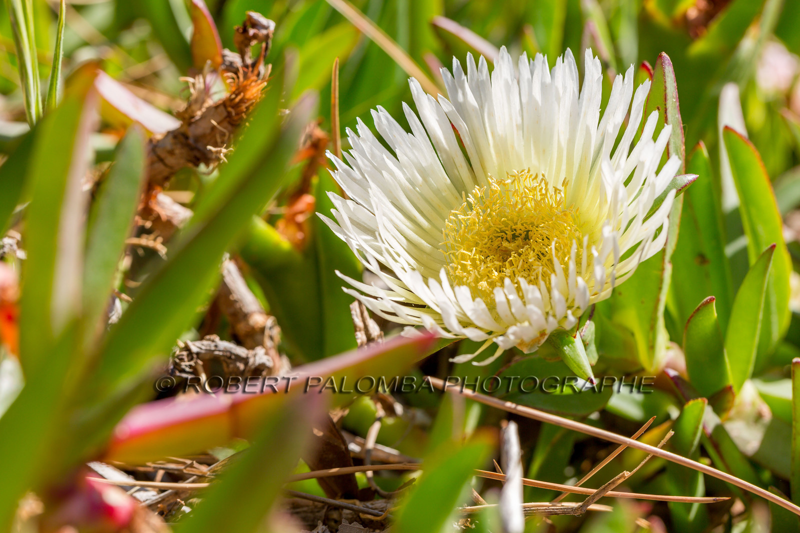 Flore Méditerranéenne