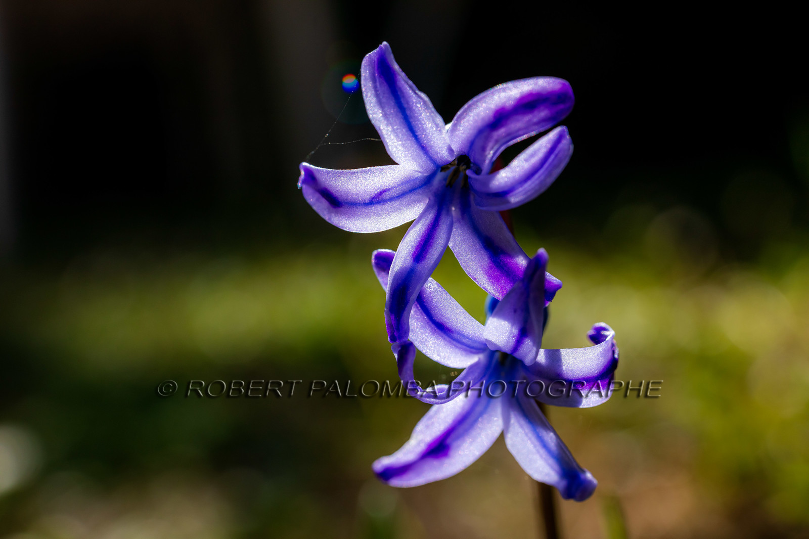 Flore Méditerranéenne