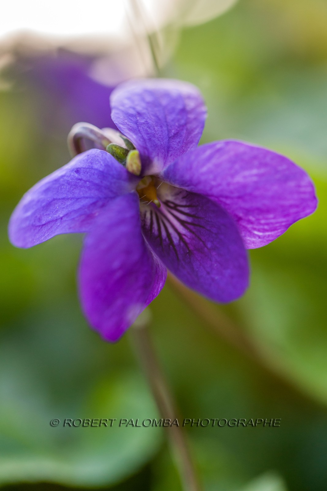 Violette, Viola