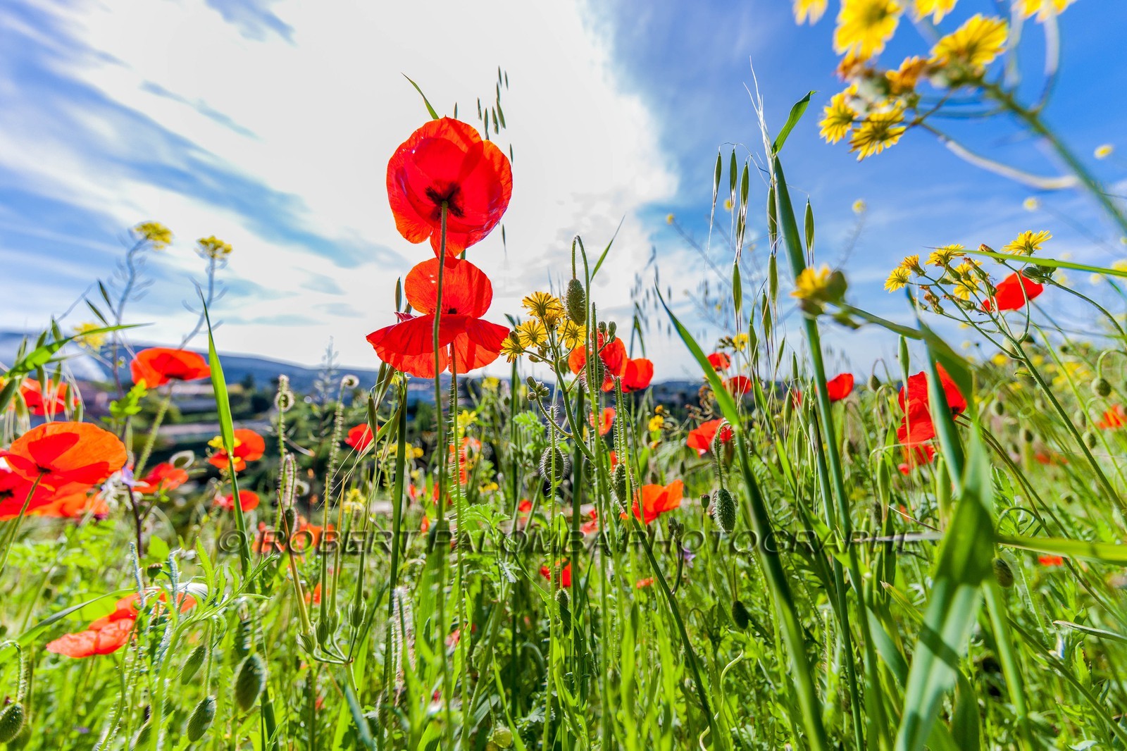 Coquelicot, Papaver rhoeas
