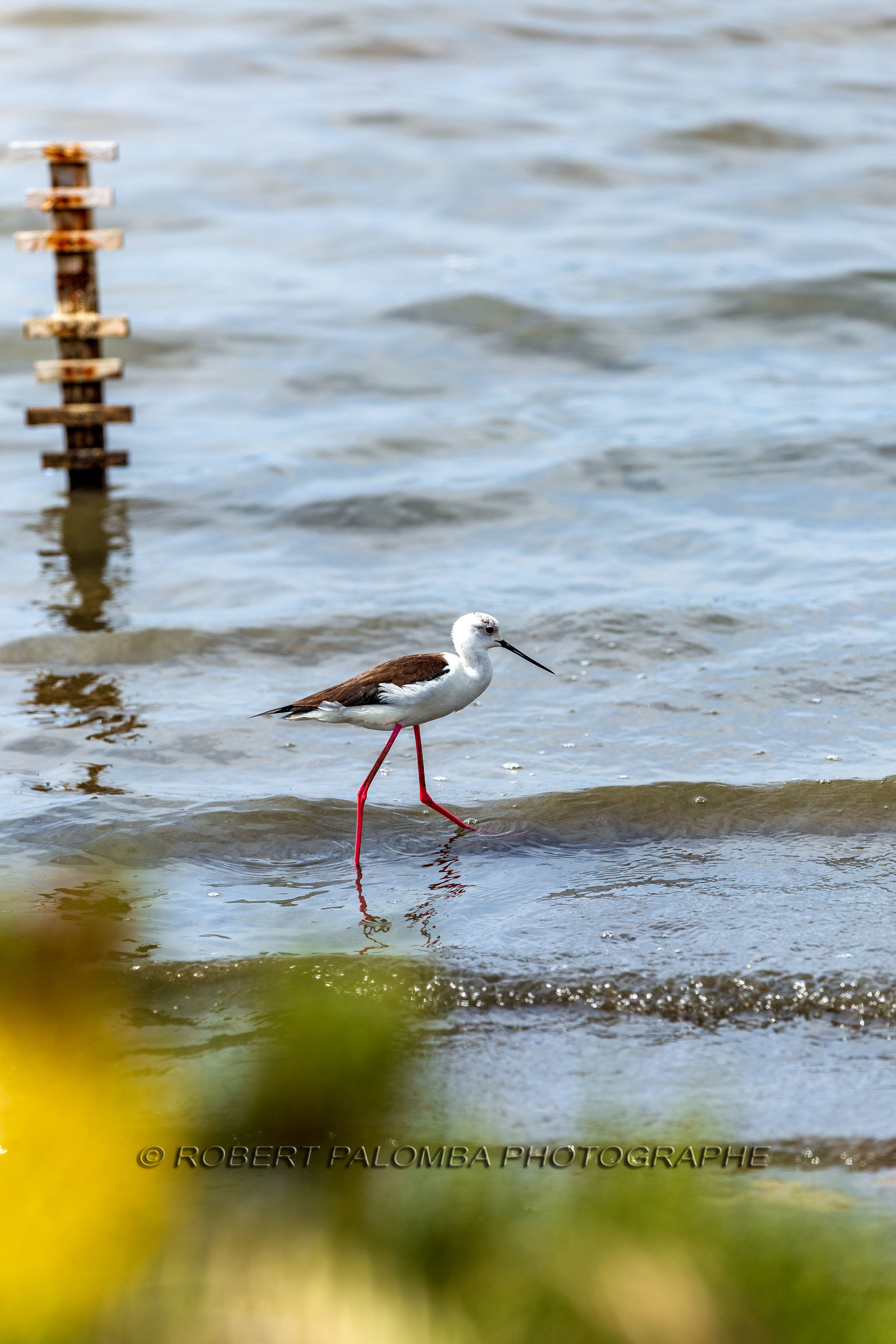 Salins d'Hyères