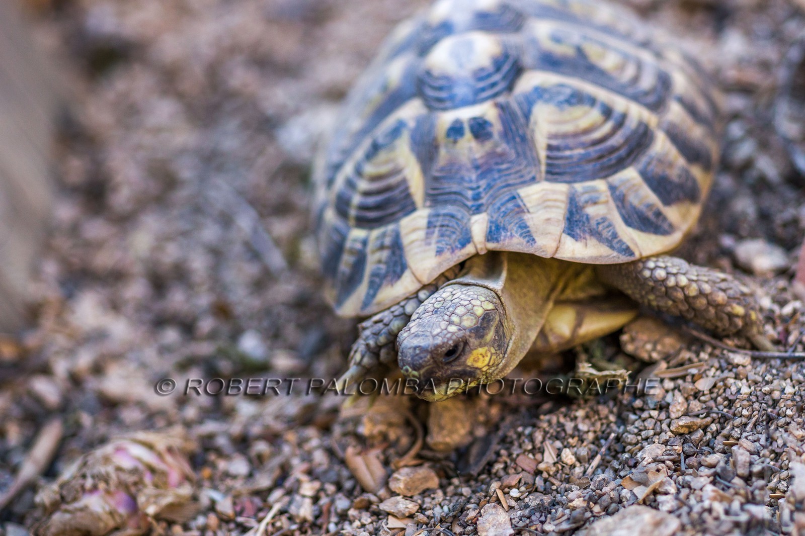 Tortue d'Hermann, Testudo hermanni