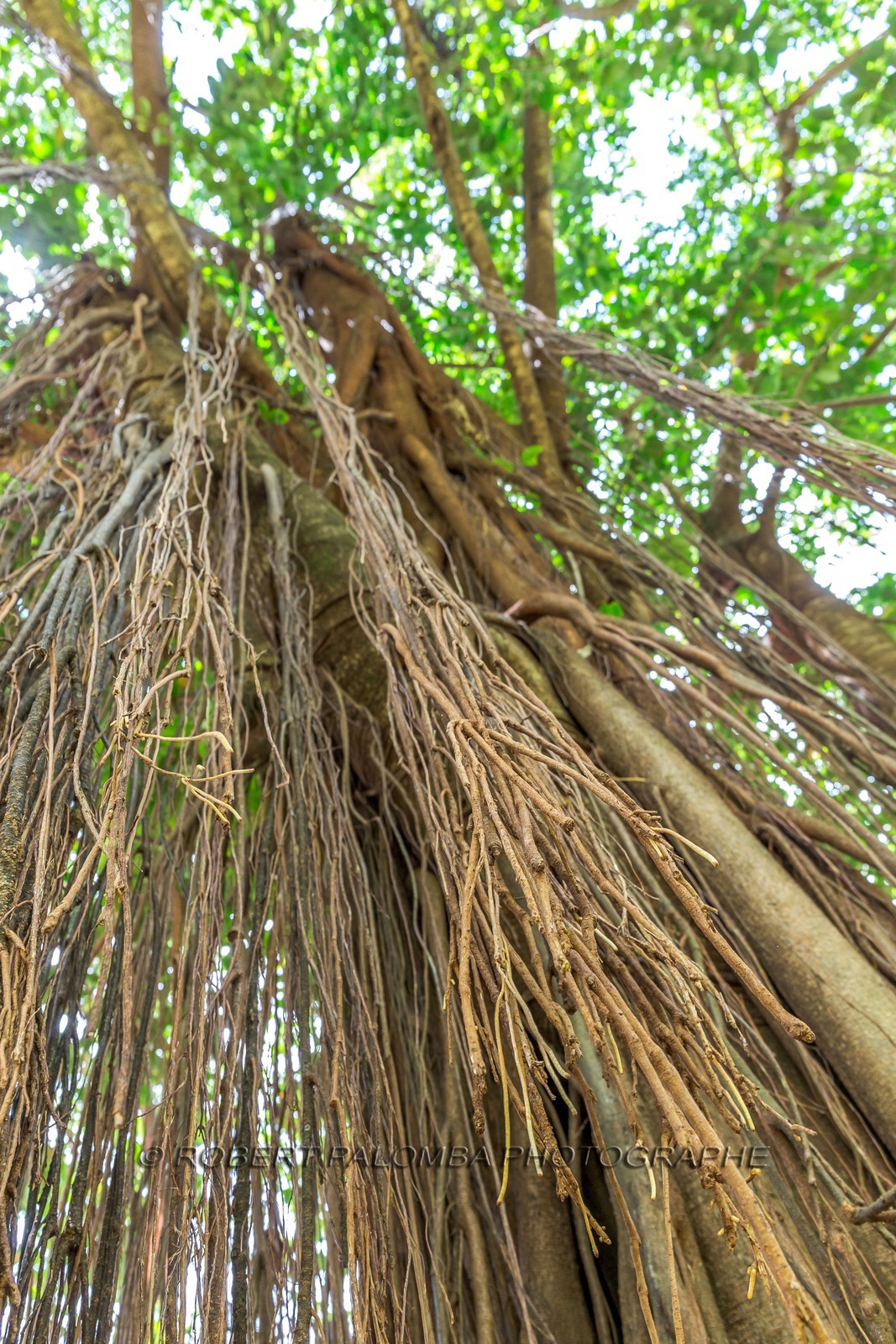 Banian, Benghalensis