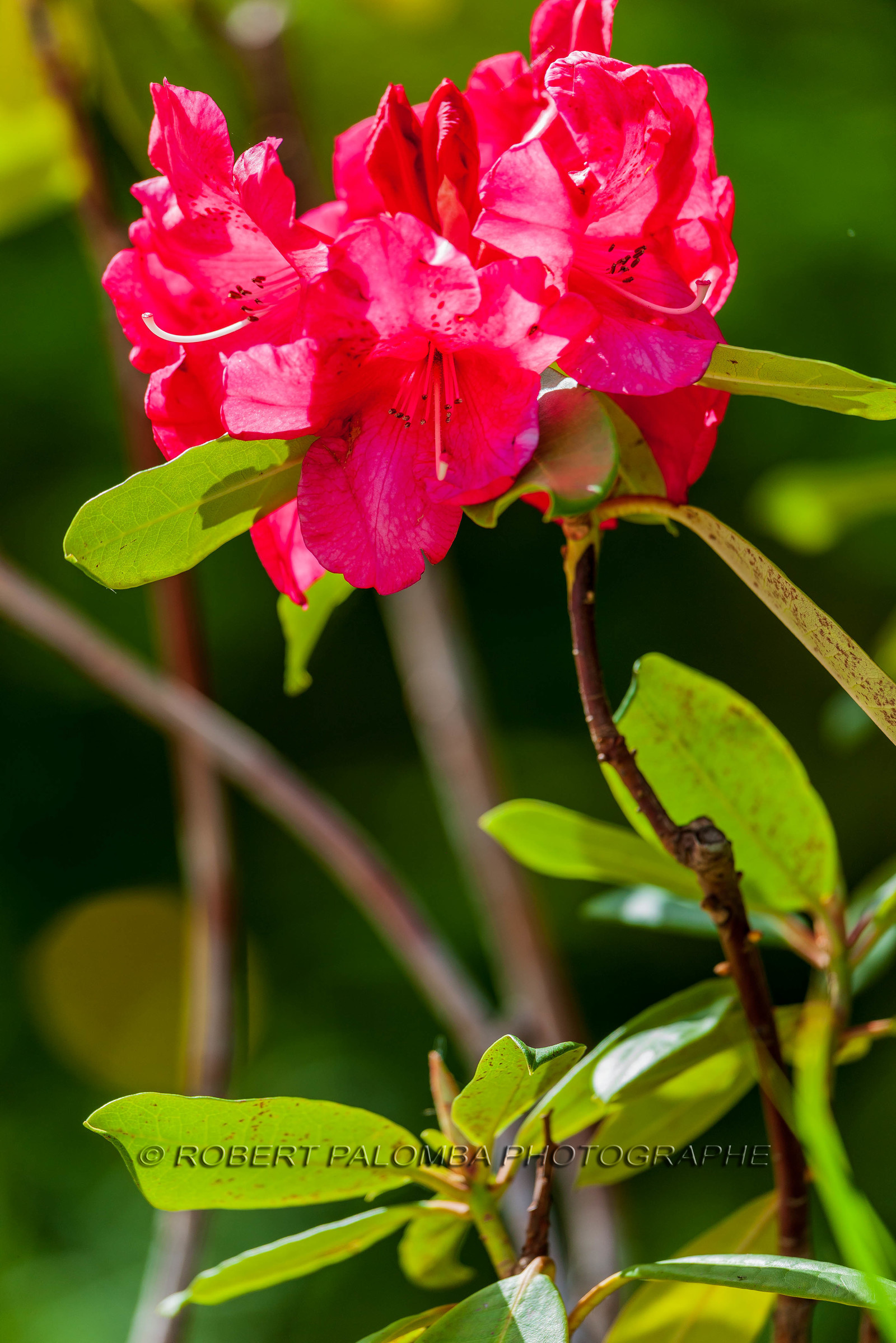 Rhododendron